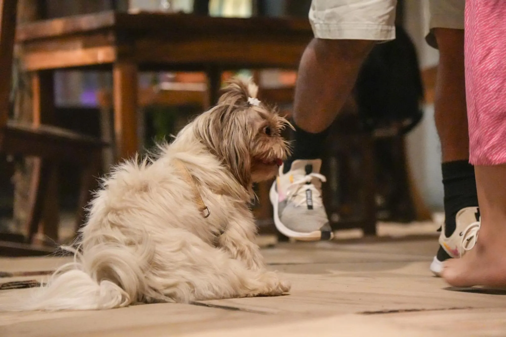 pet friendly in Nílu Puerto Escondido by Selina