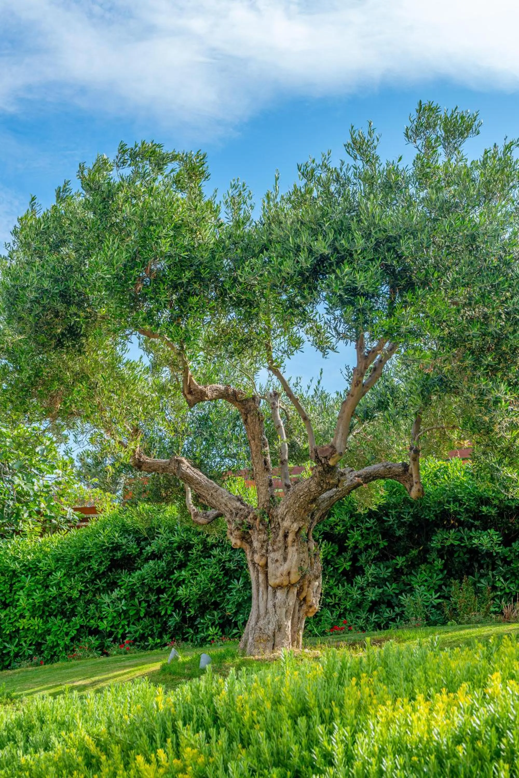 Garden in Ammon Zeus Luxury Beach Hotel