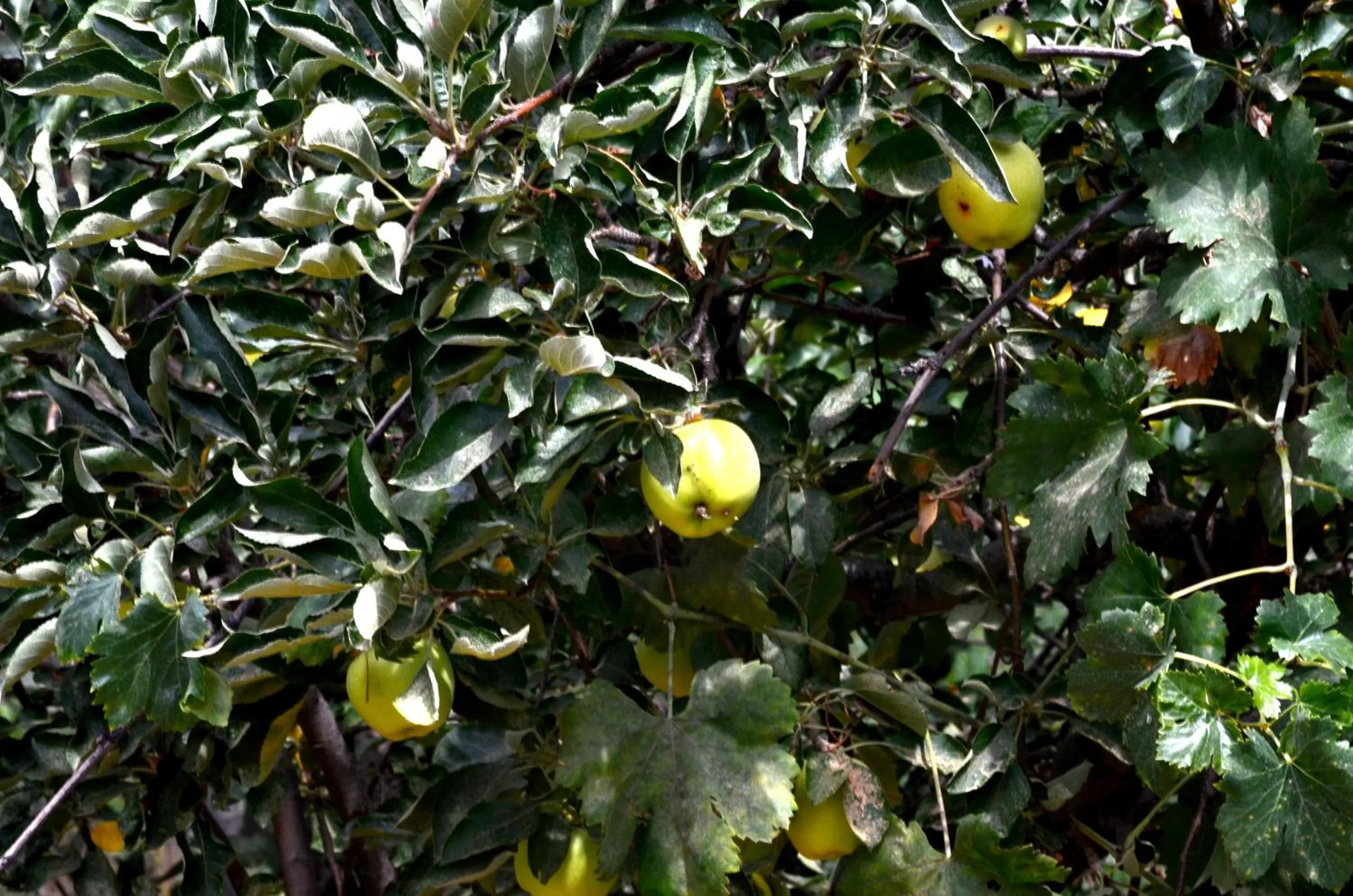Cuevas Cortijo Gachas
