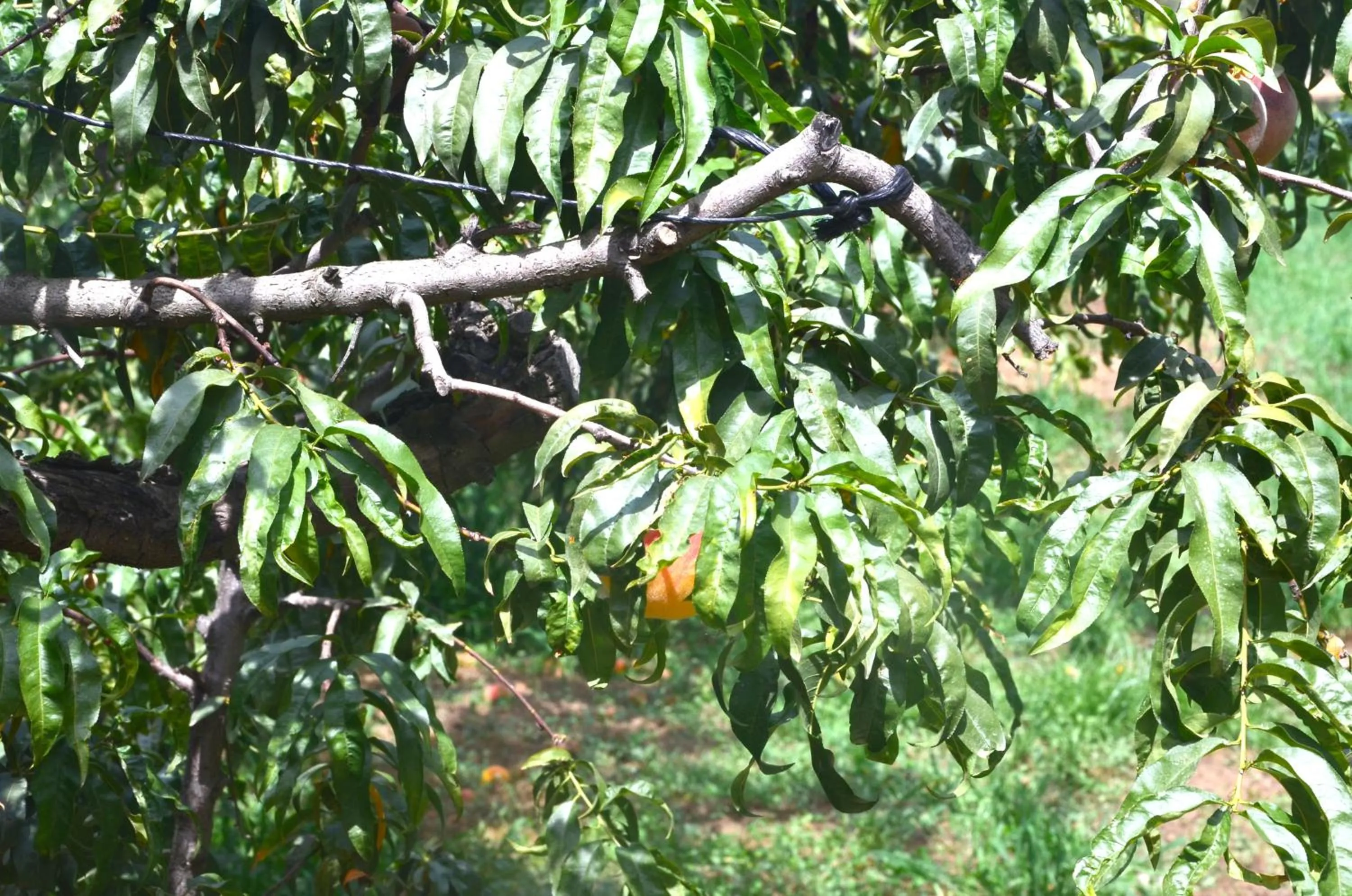 Natural landscape in Cuevas Cortijo Gachas