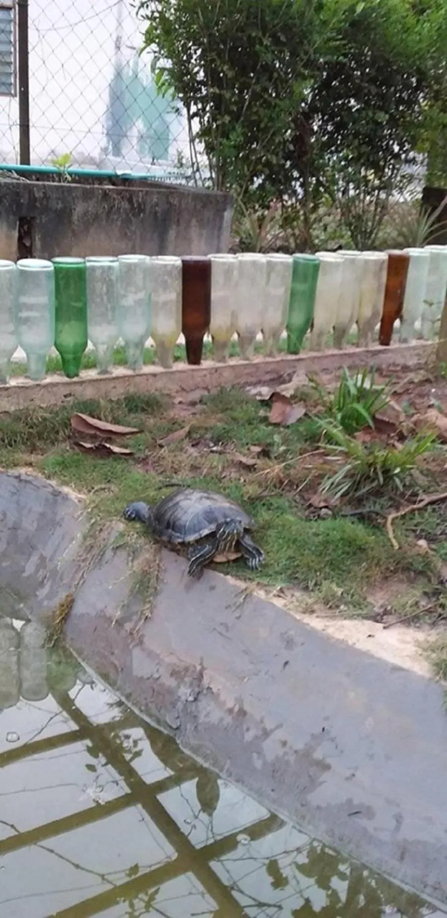 Animals in Seri Kenangan