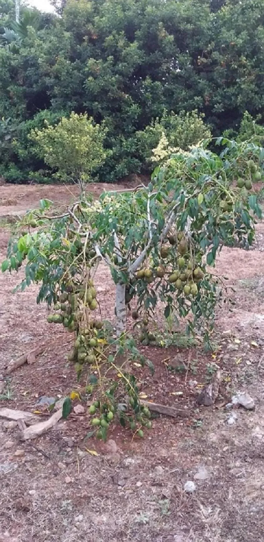Natural landscape in Seri Kenangan