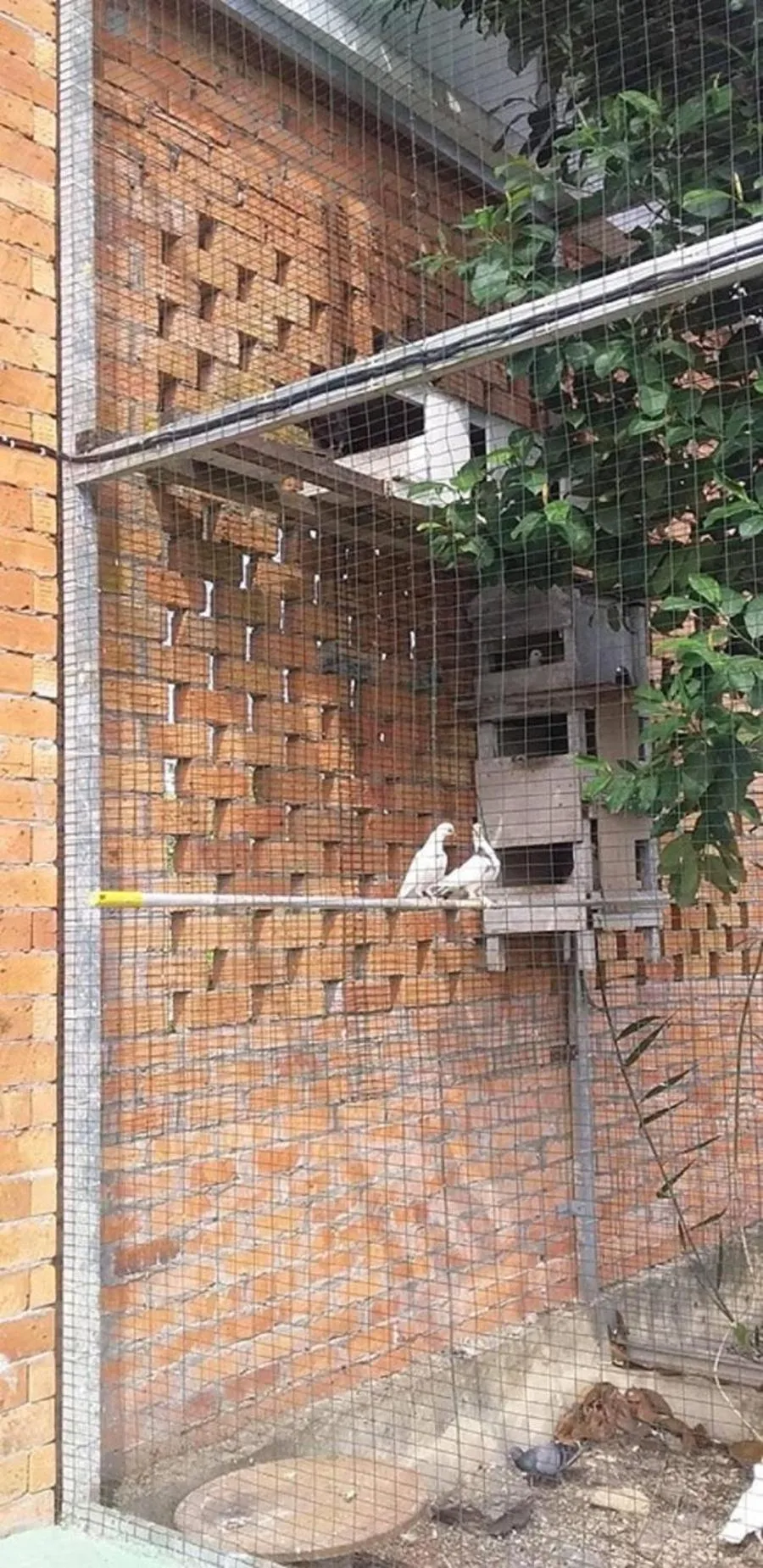 Animals in Seri Kenangan