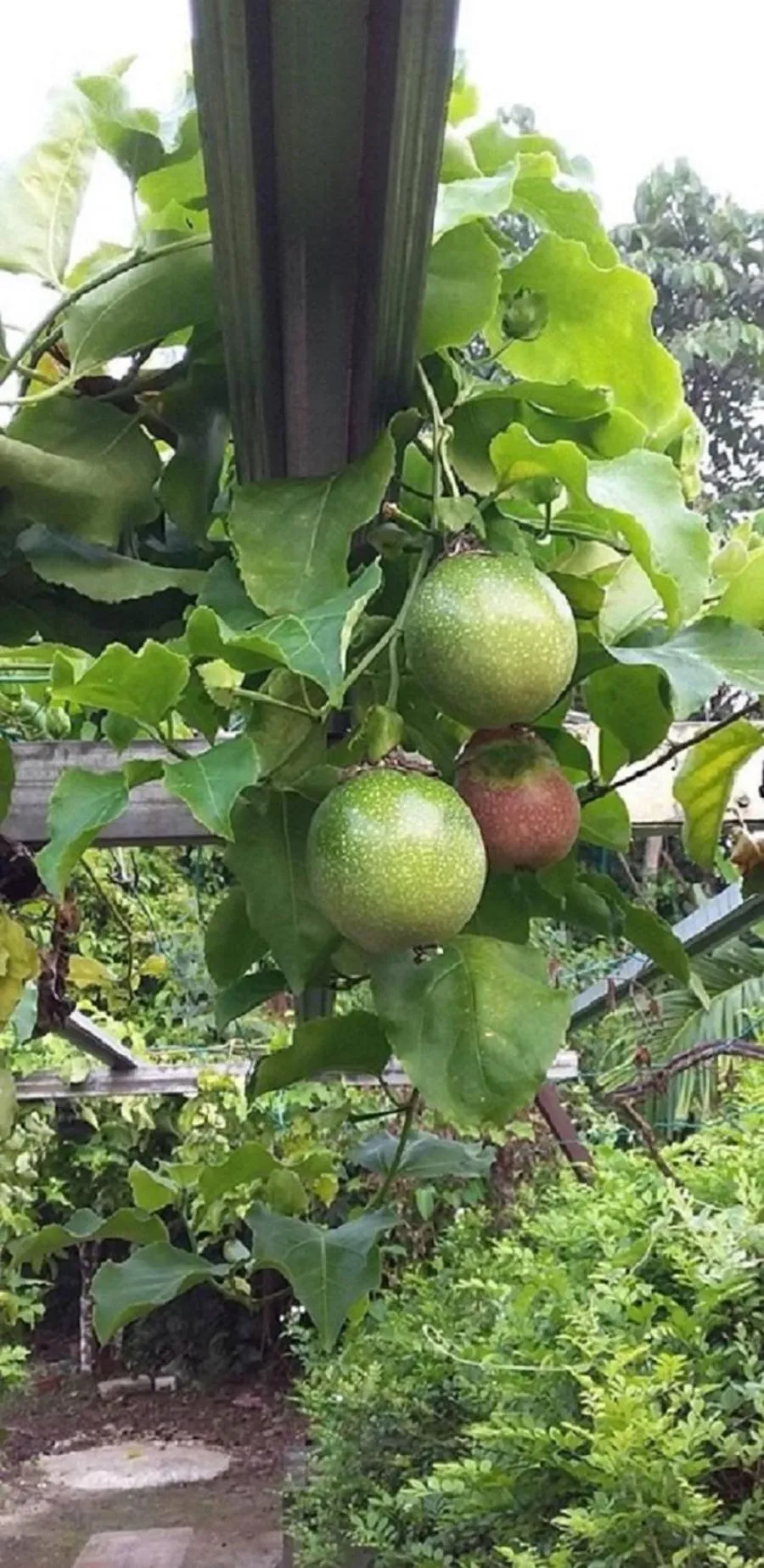 Garden in Seri Kenangan