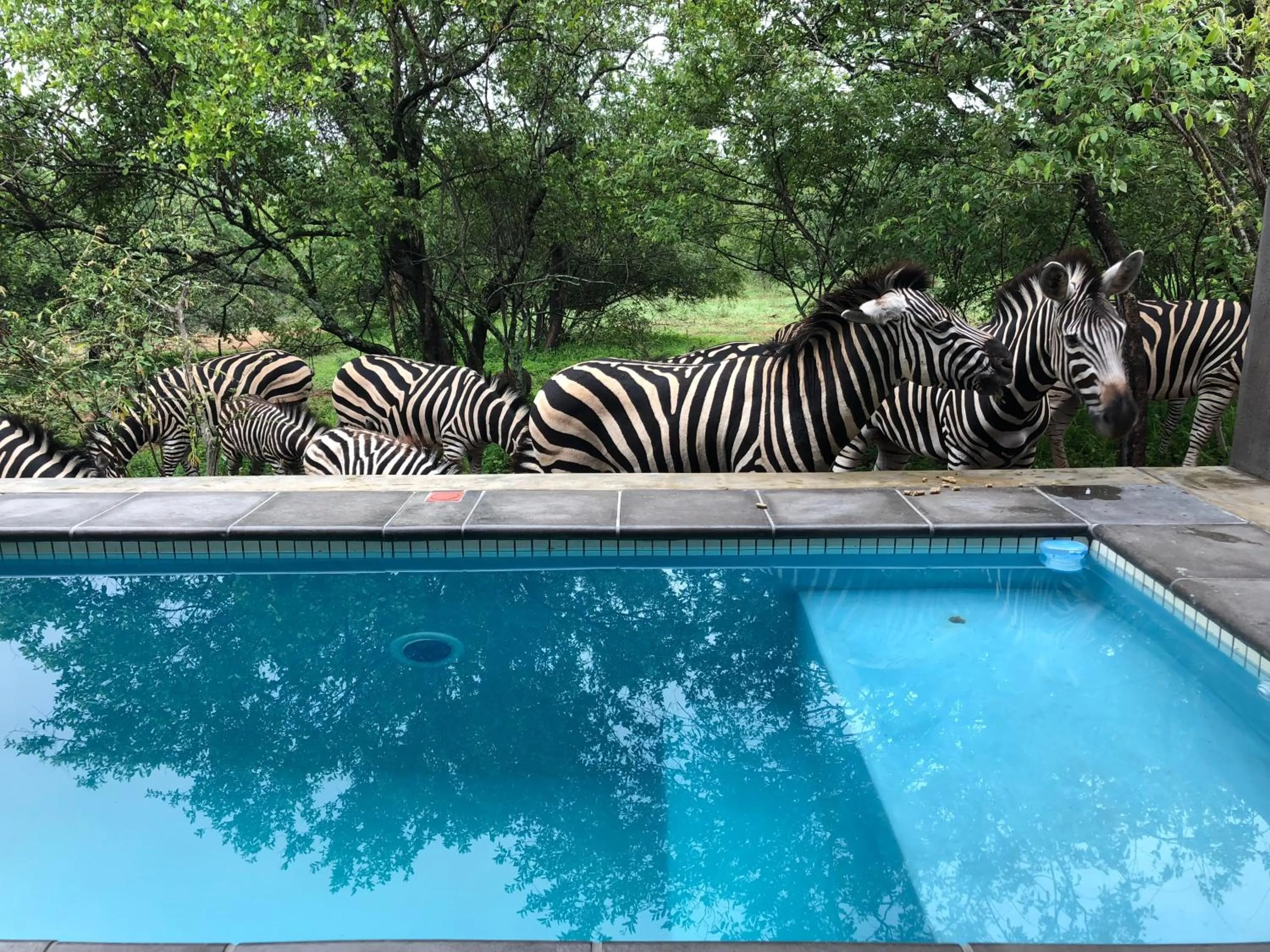 Swimming pool in Kruger Willows