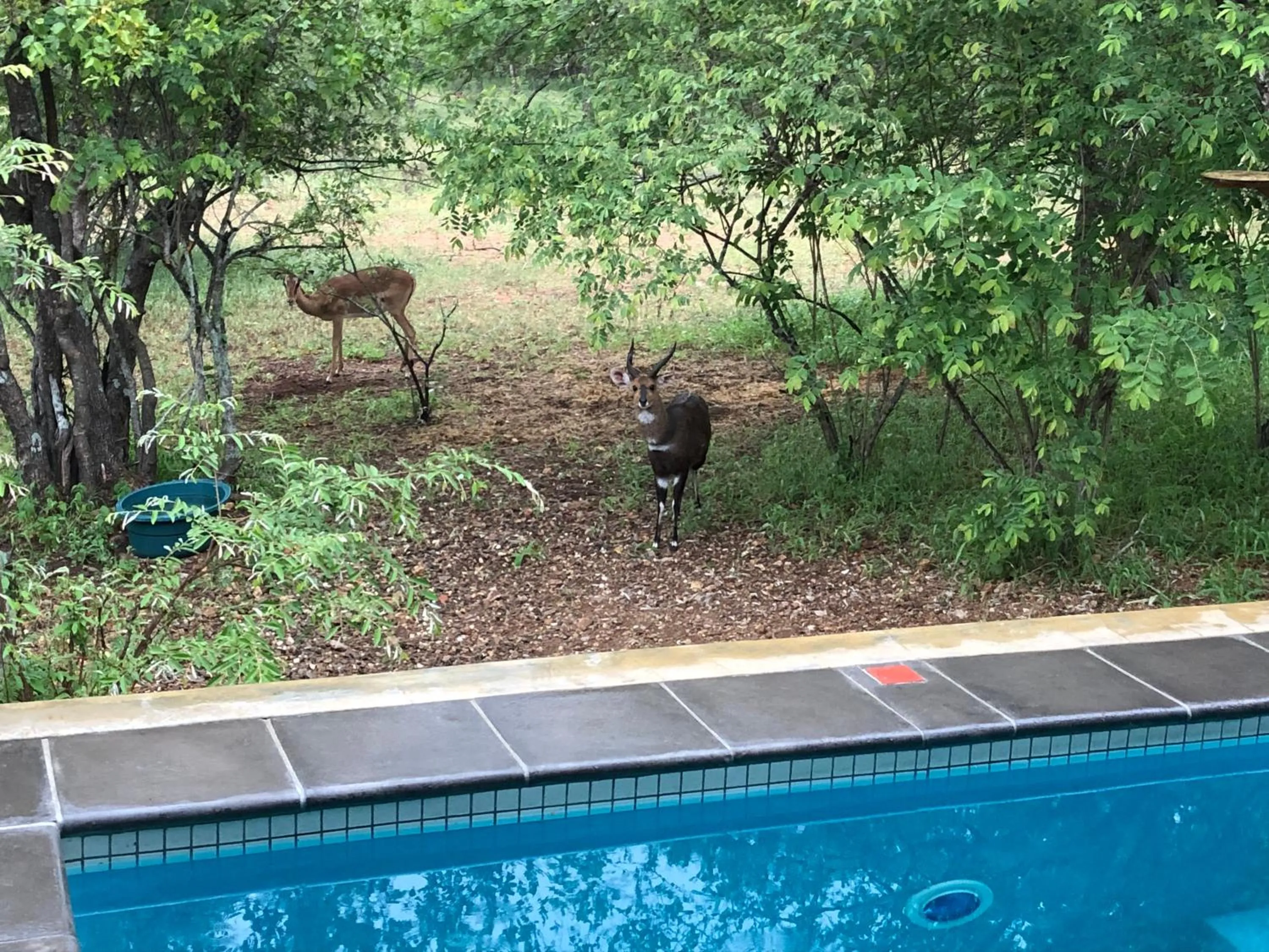 Animals in Kruger Willows