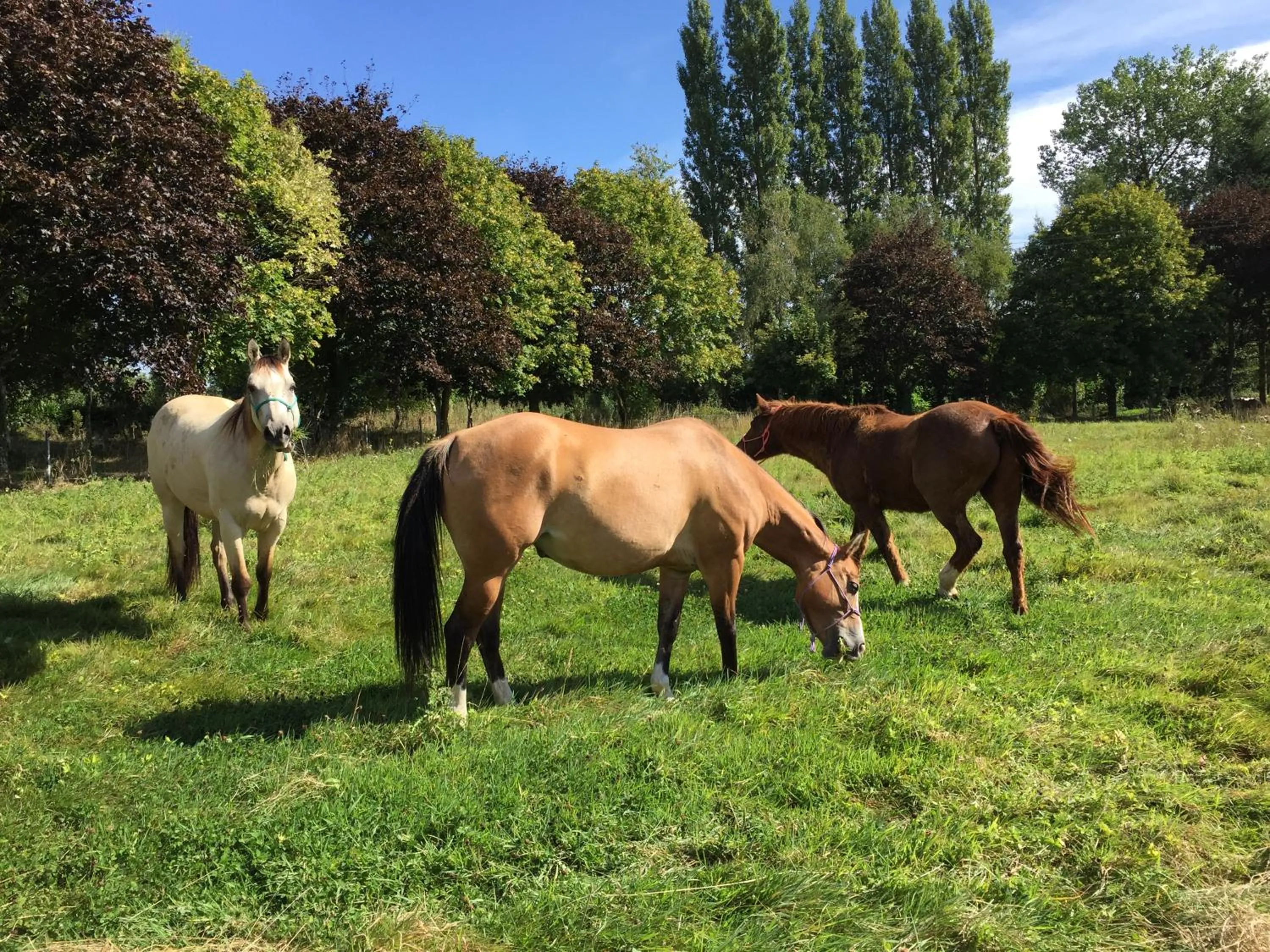 Chambres d'Hôtes Au Clos du Lit