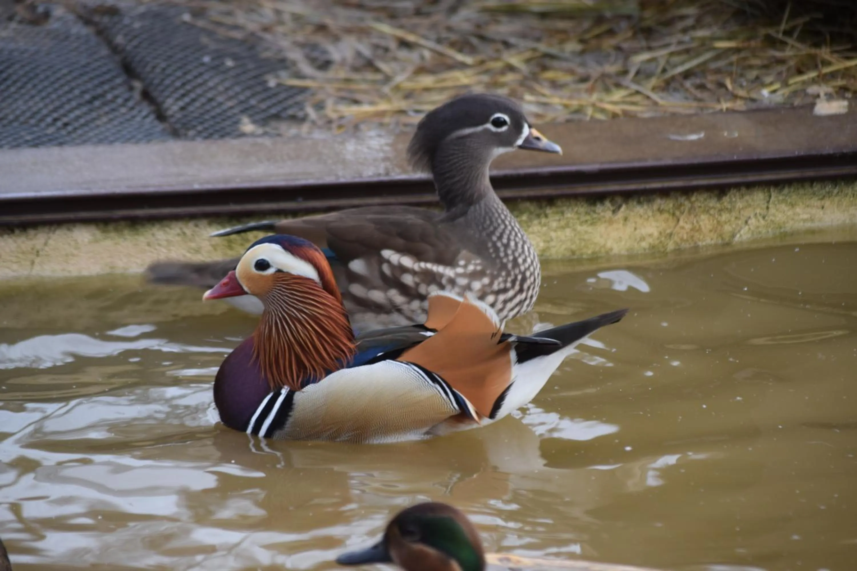 Animals in La Bergerie du Mesnil