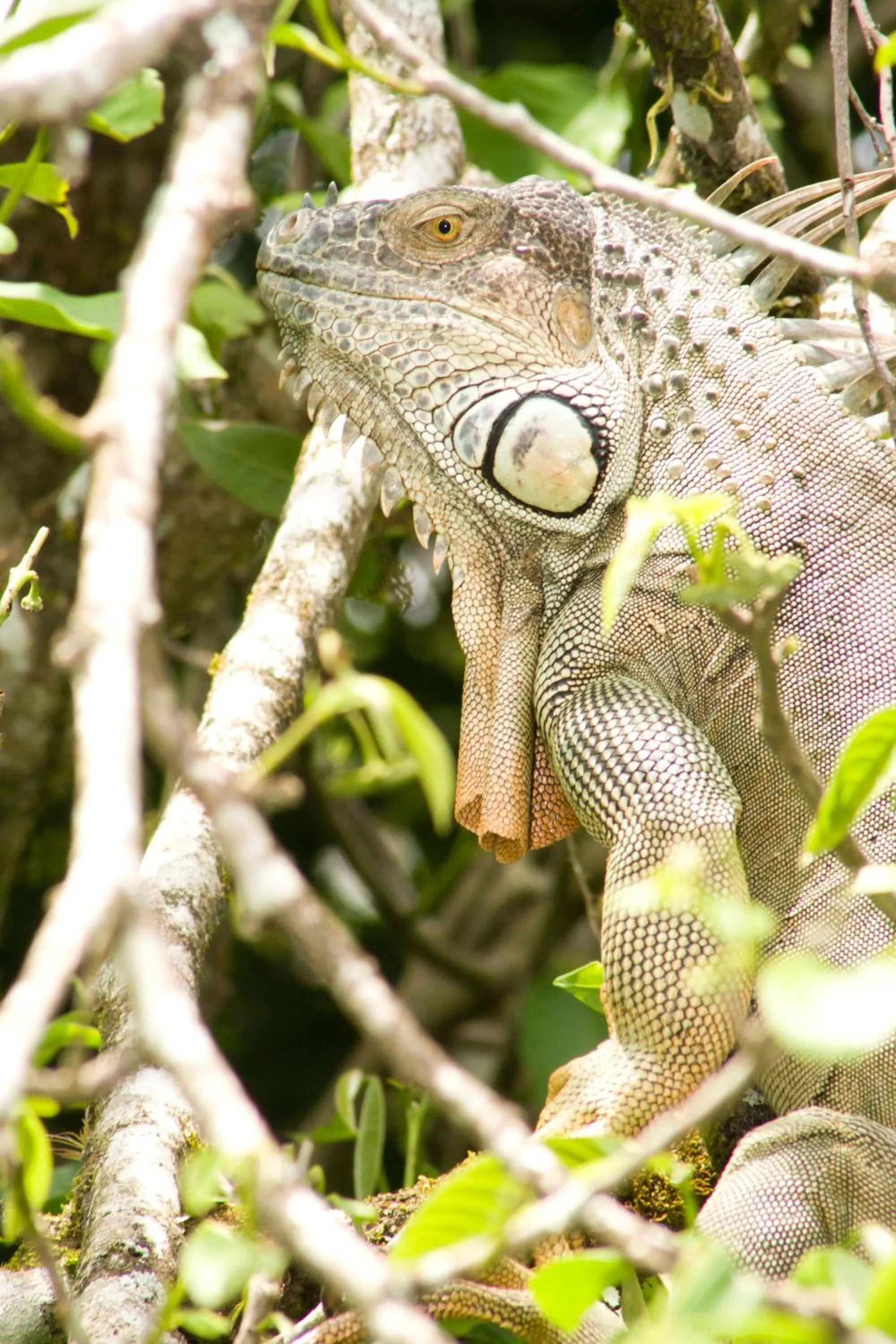 Animals in Hotel Eco Arenal