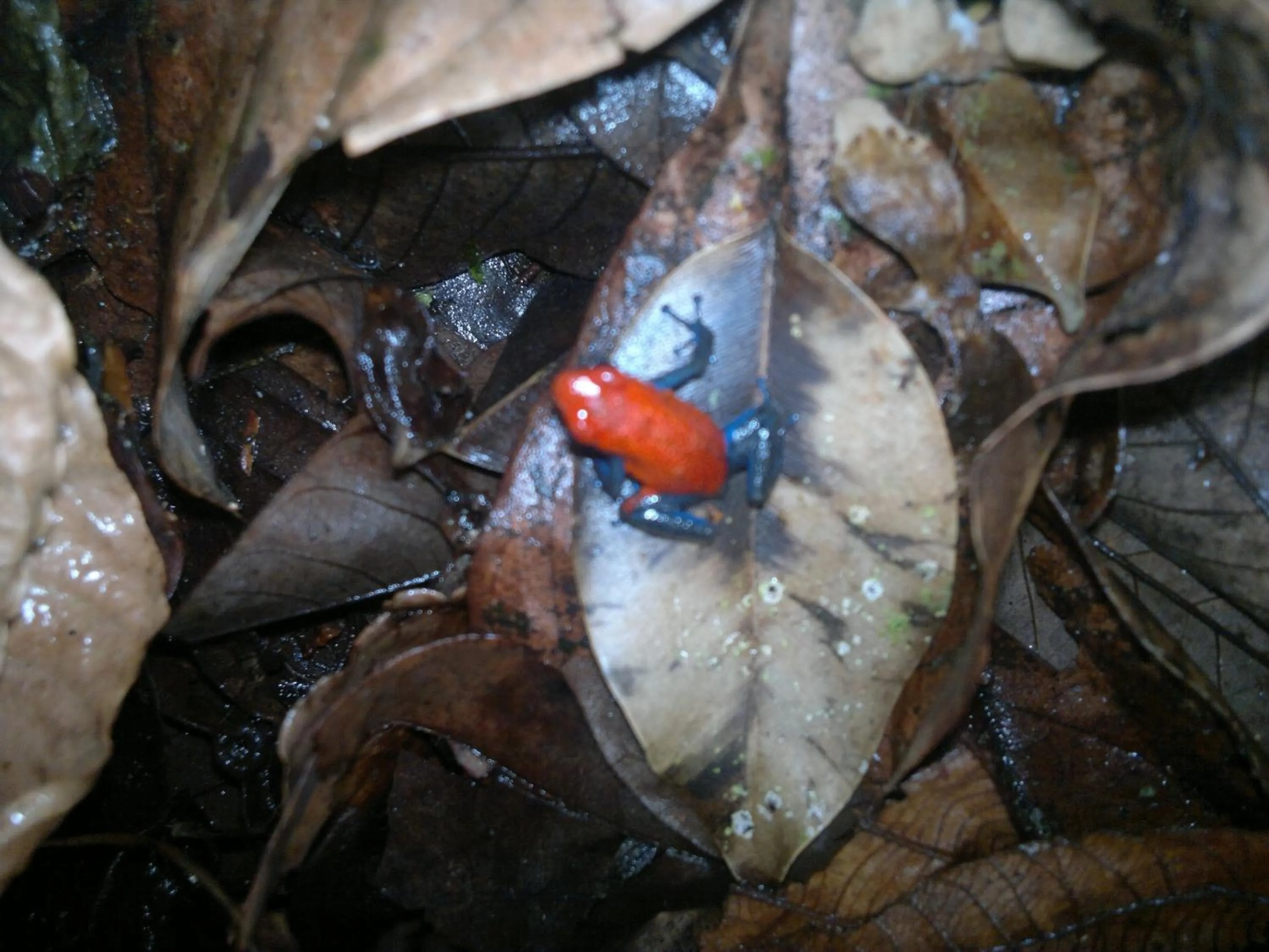 Other in Hotel Eco Arenal