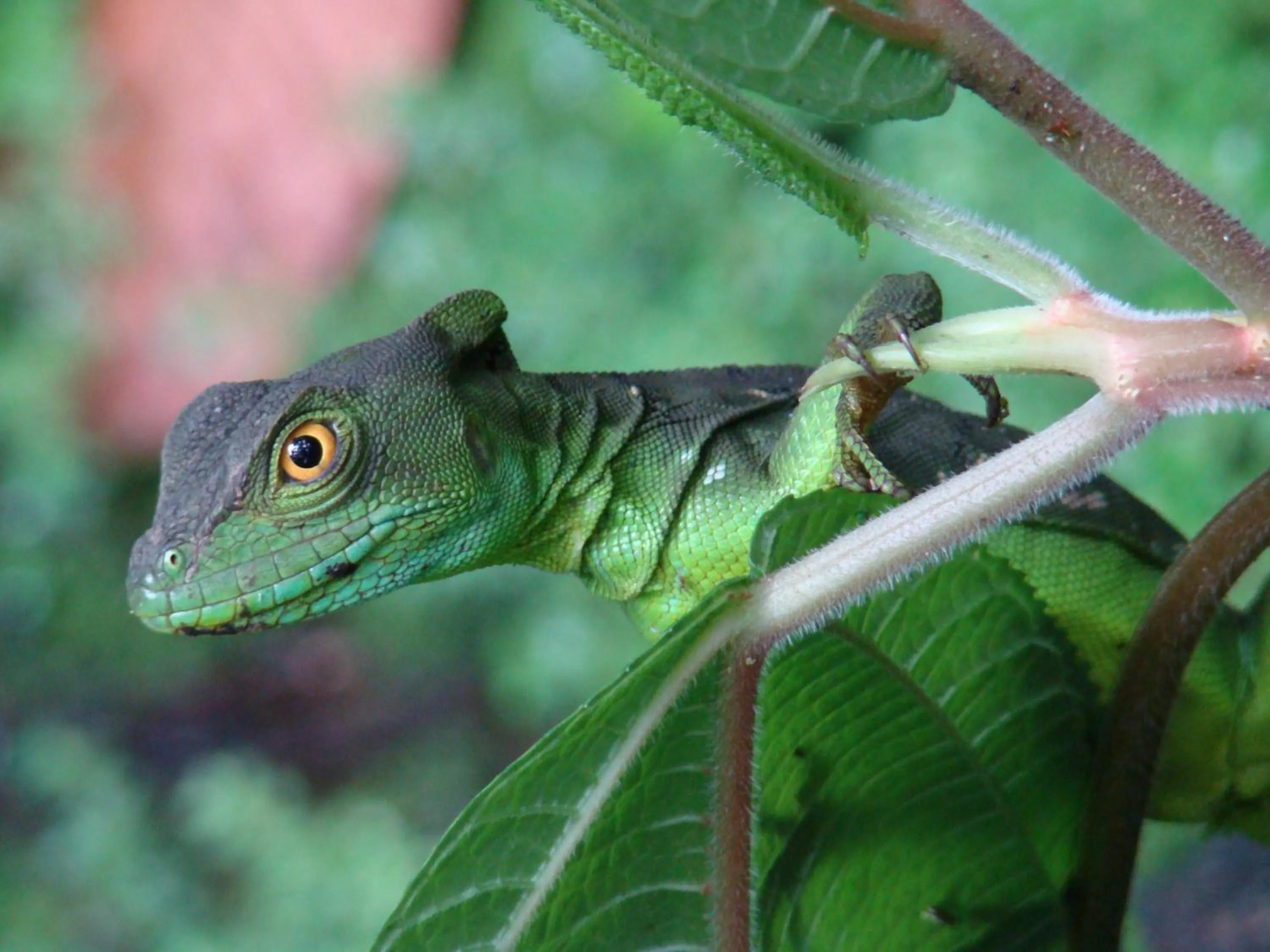 Animals in Hotel Eco Arenal
