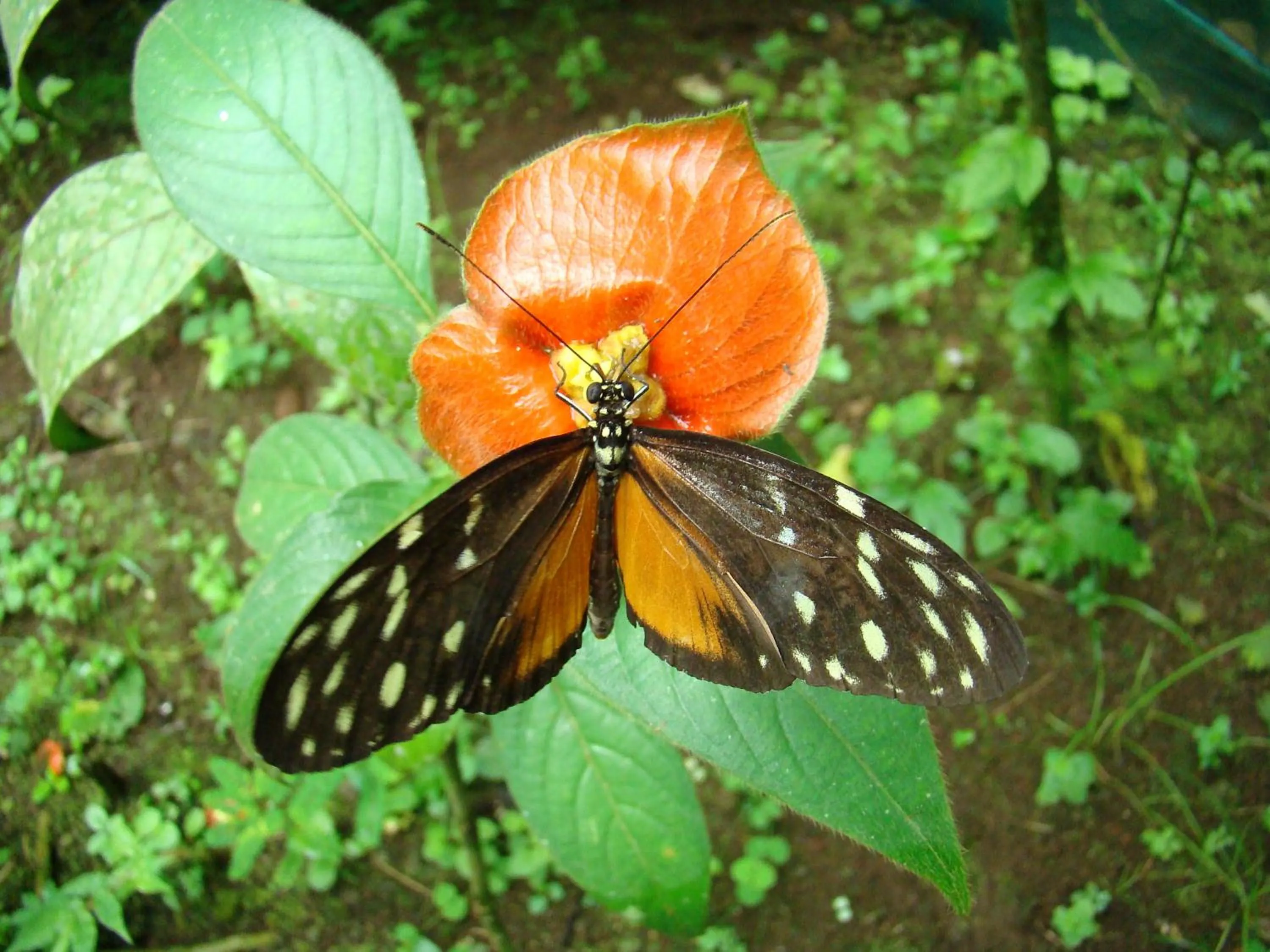 Other in Hotel Eco Arenal