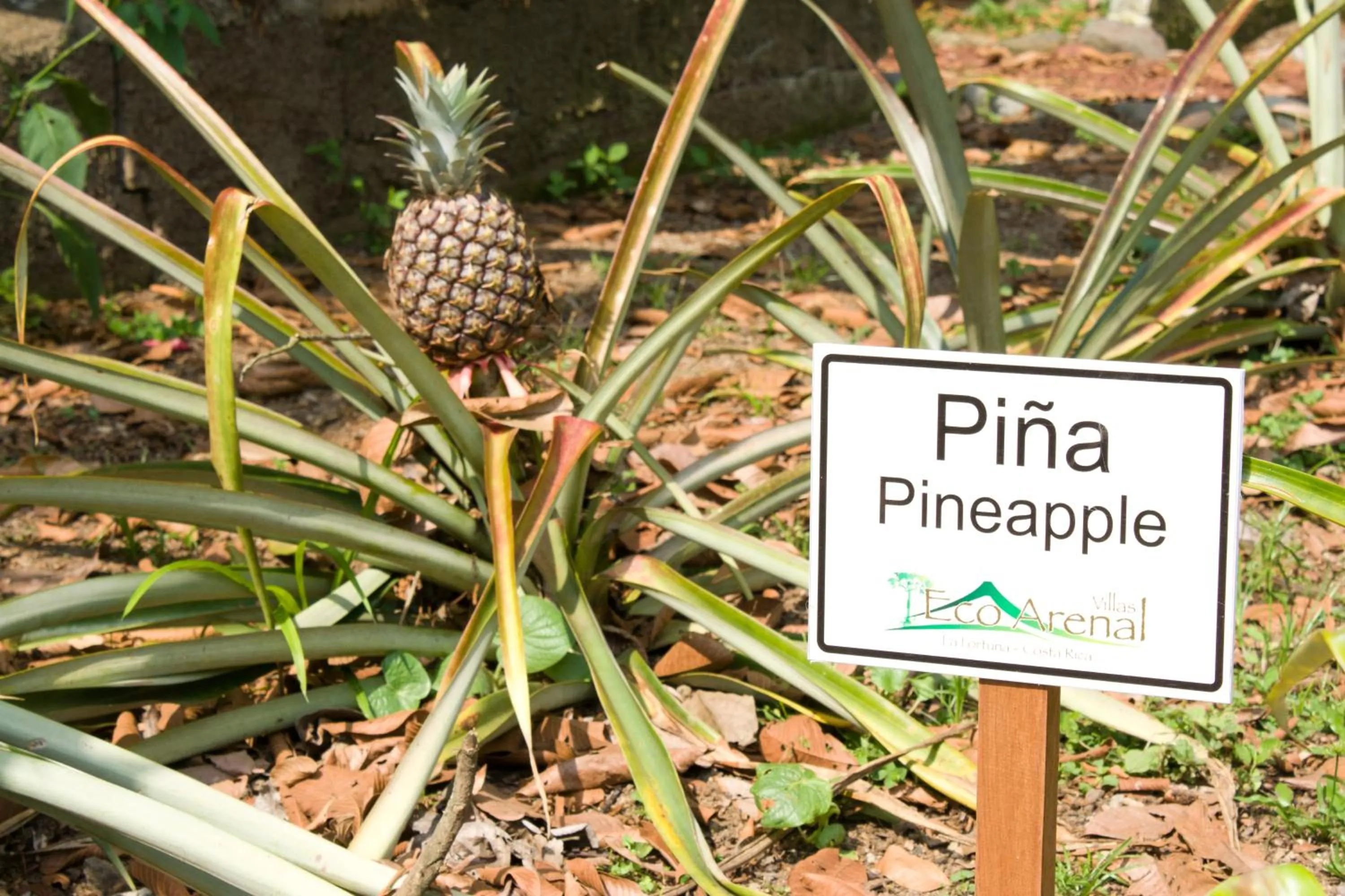 Garden in Hotel Eco Arenal