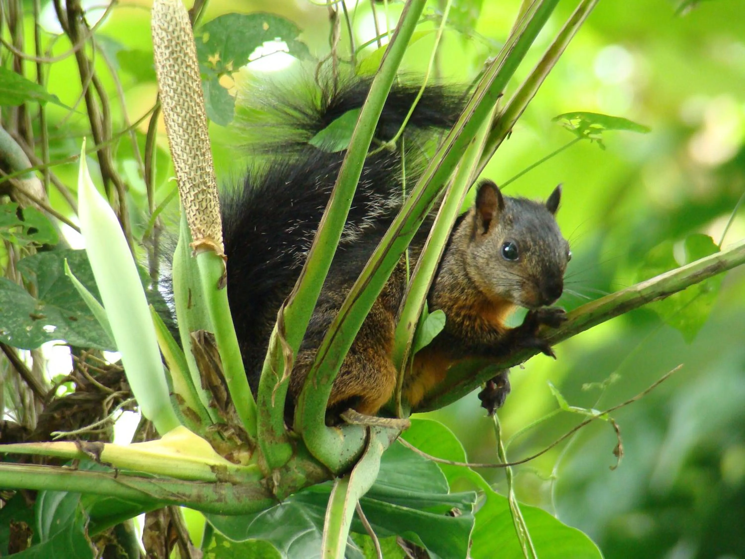 Animals in Hotel Eco Arenal