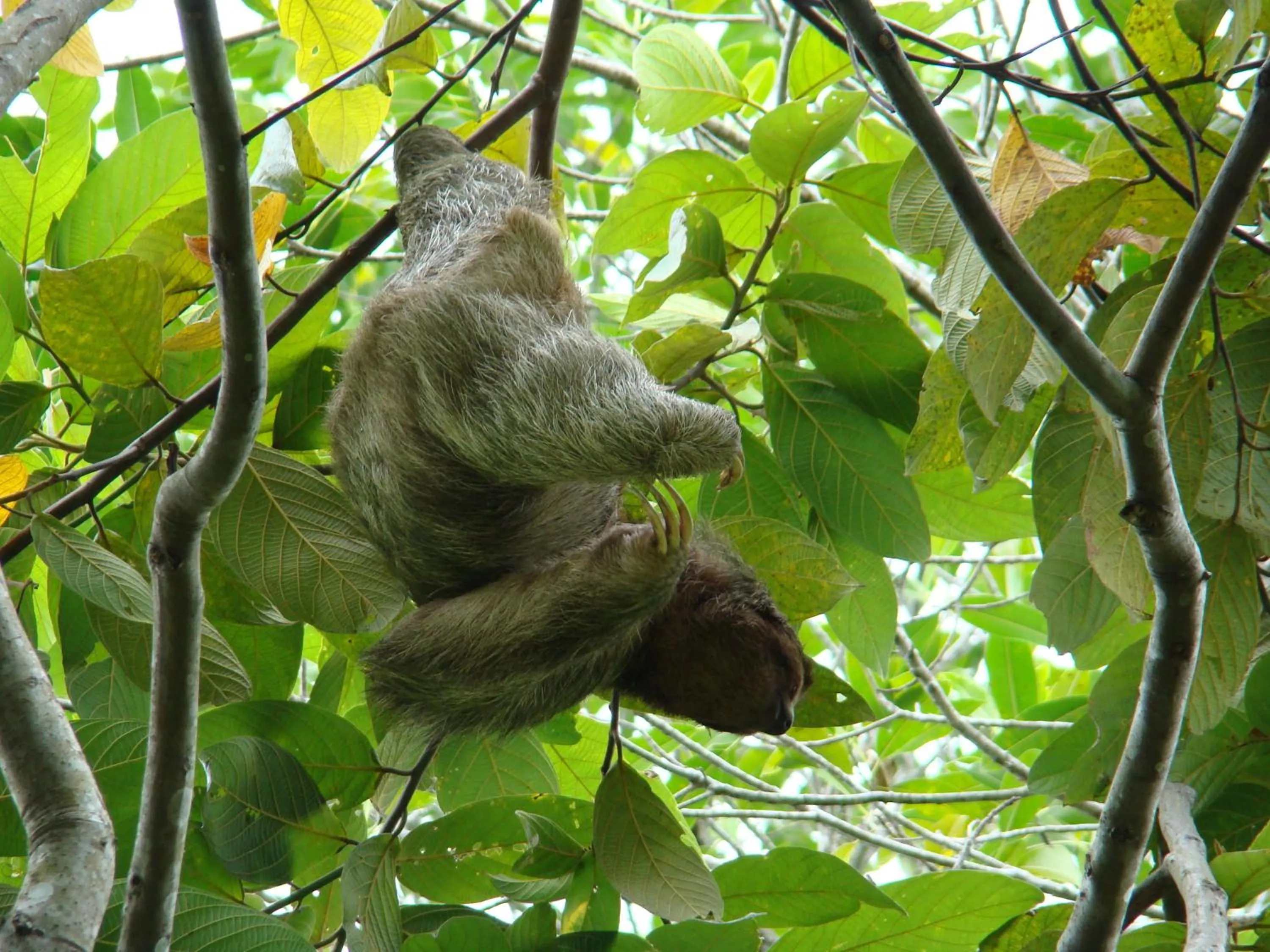 Animals in Hotel Eco Arenal