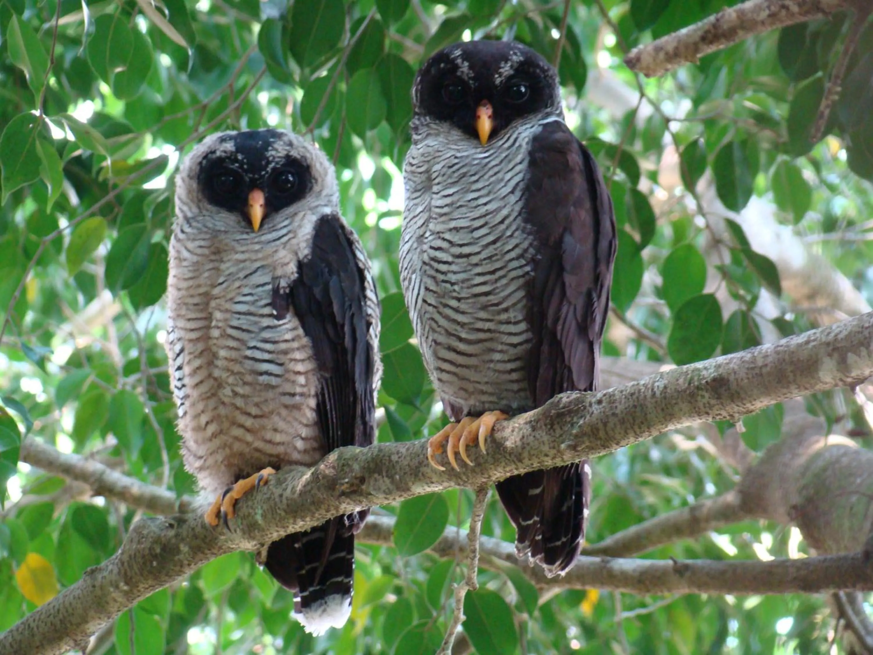 Animals in Hotel Eco Arenal