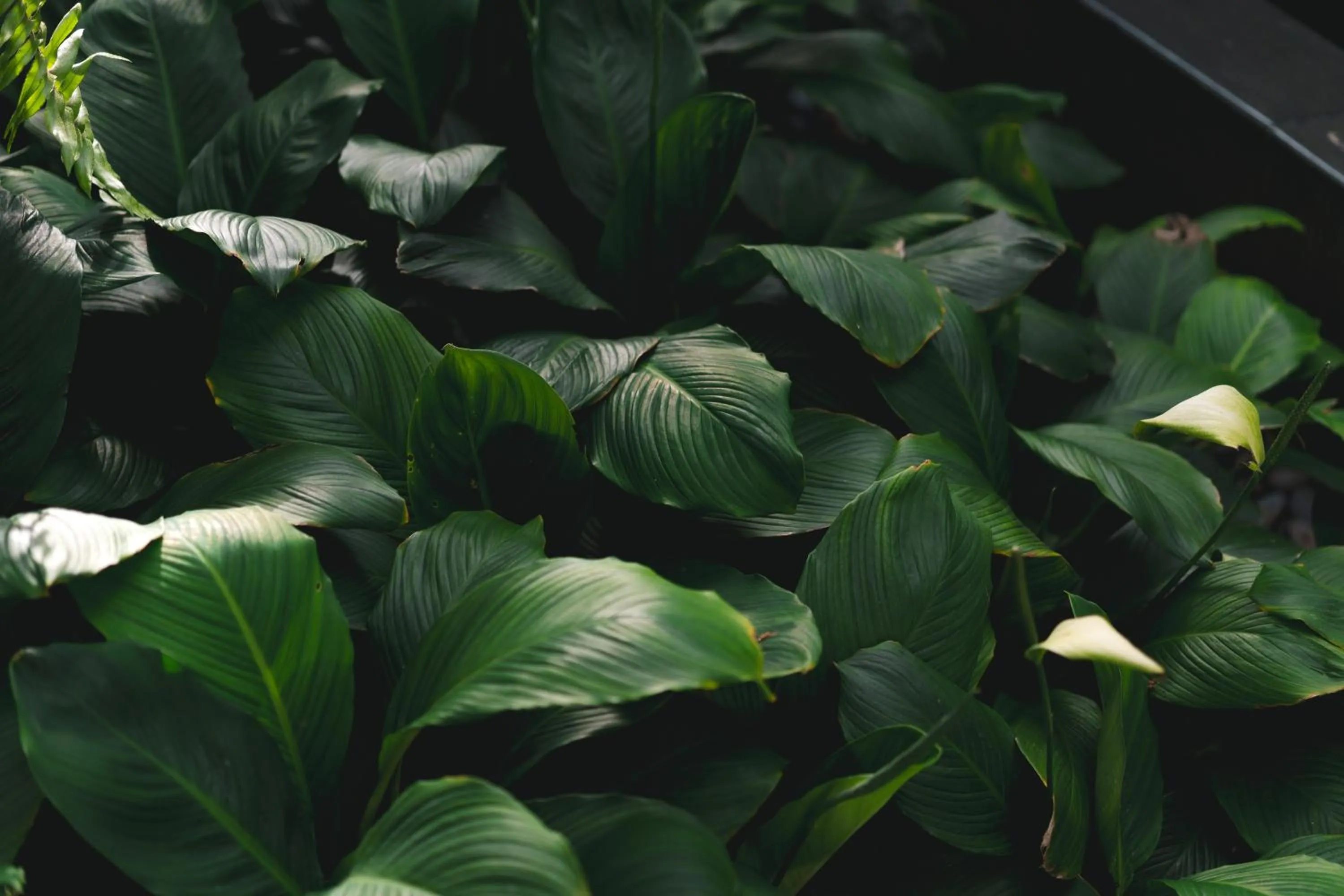 Garden in Makka Hotel