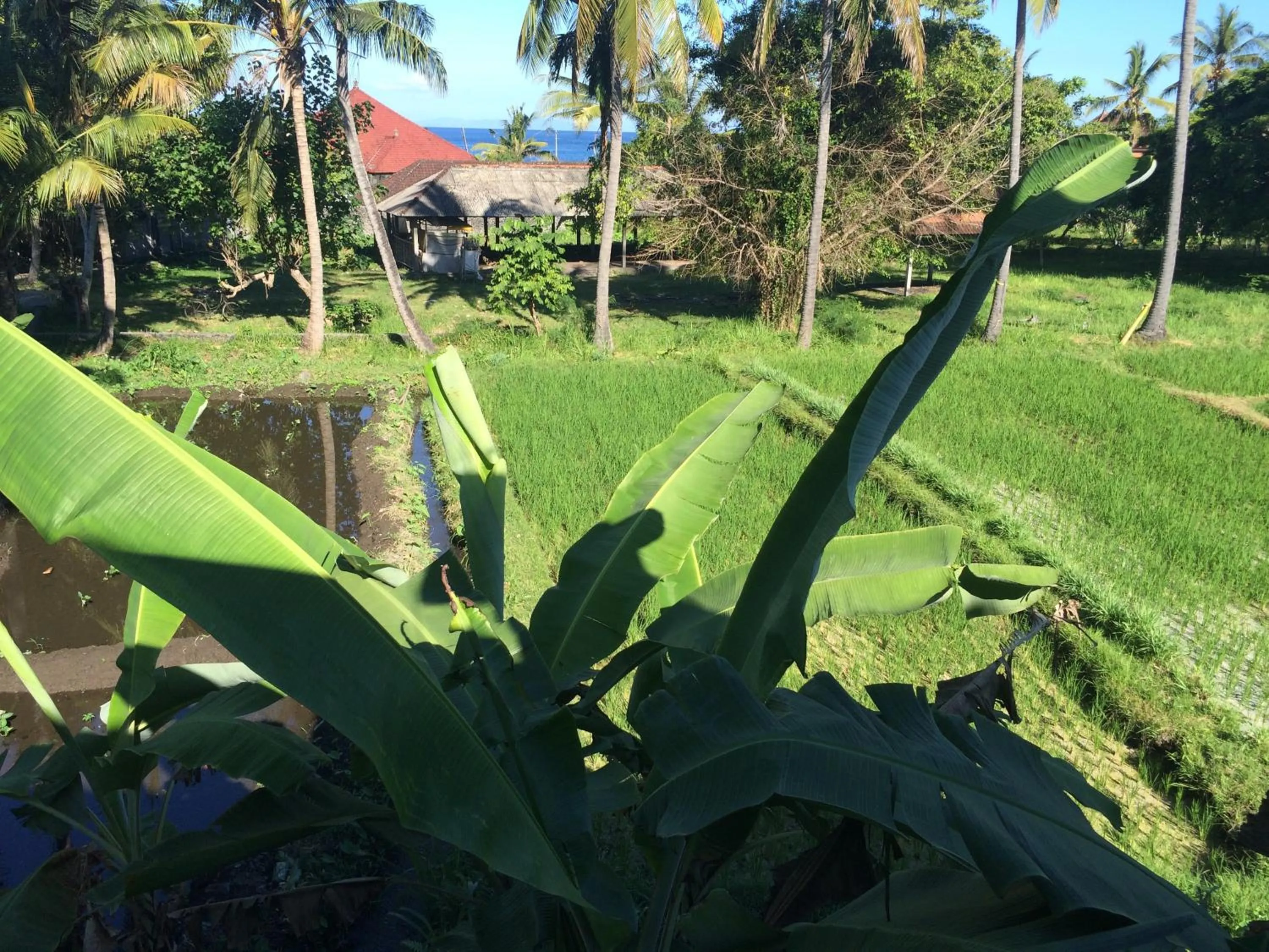 Natural landscape in Kangkung Cottages