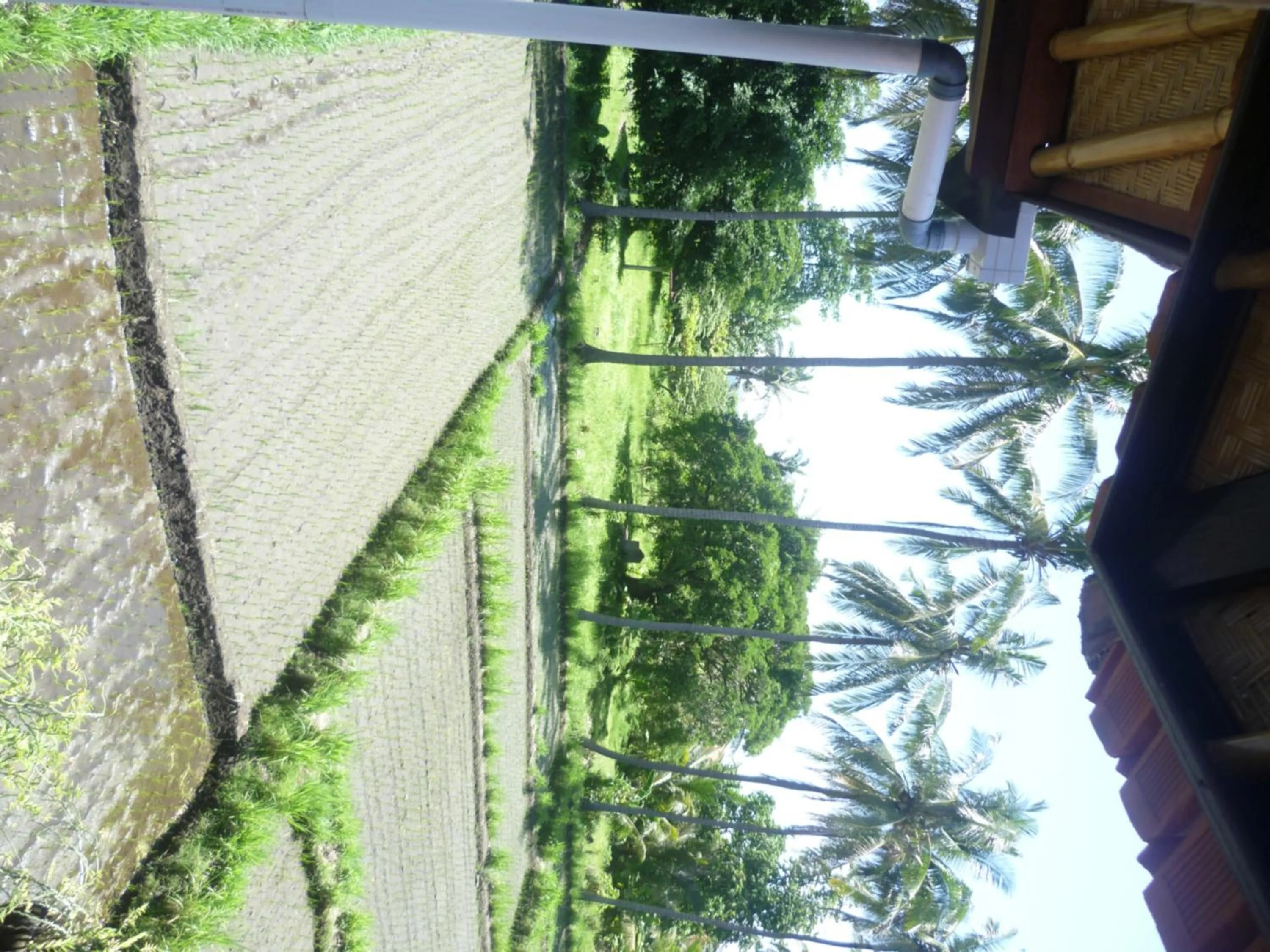 Natural landscape in Kangkung Cottages