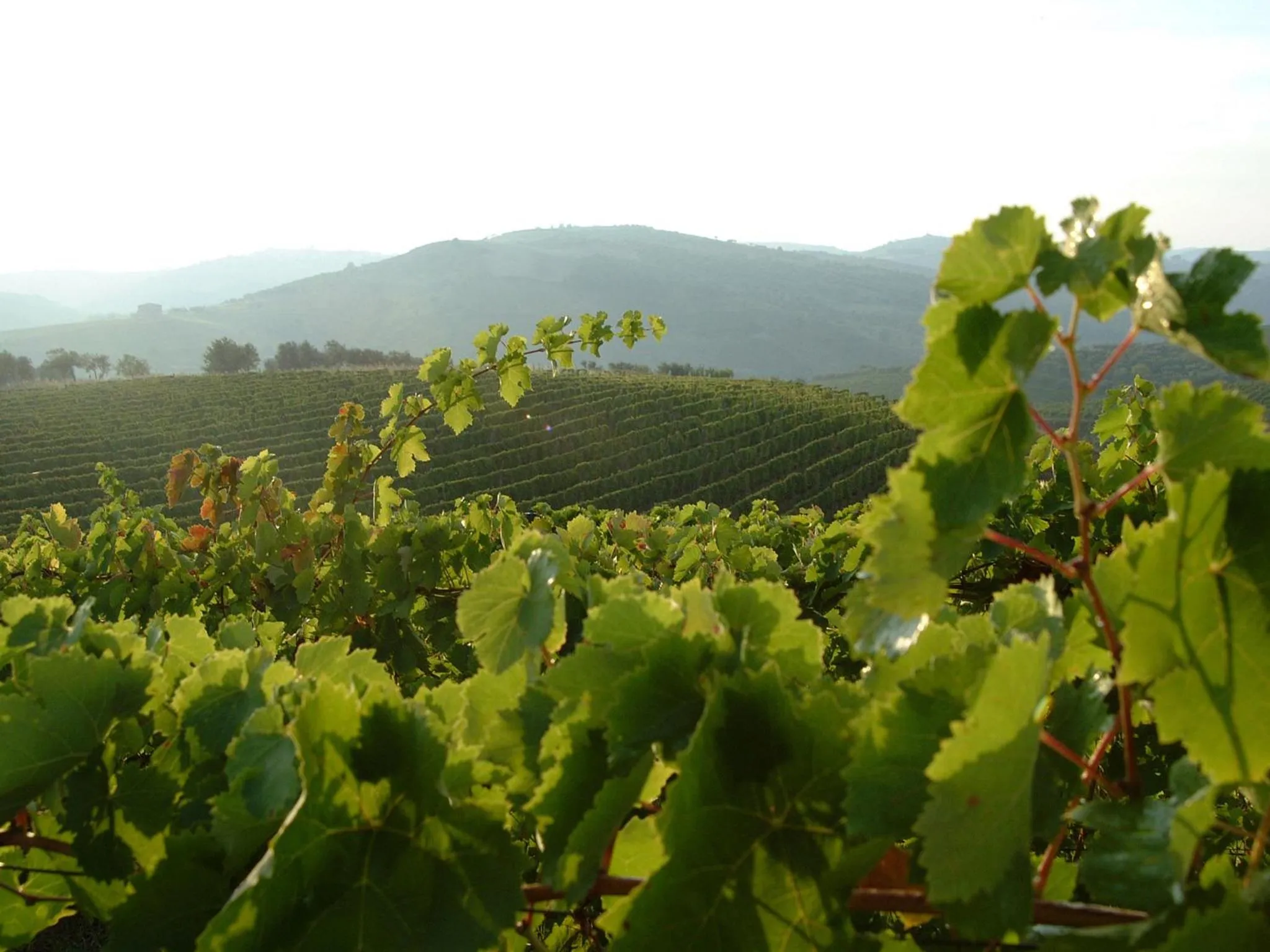 Activities in Il Castagneto Hotel