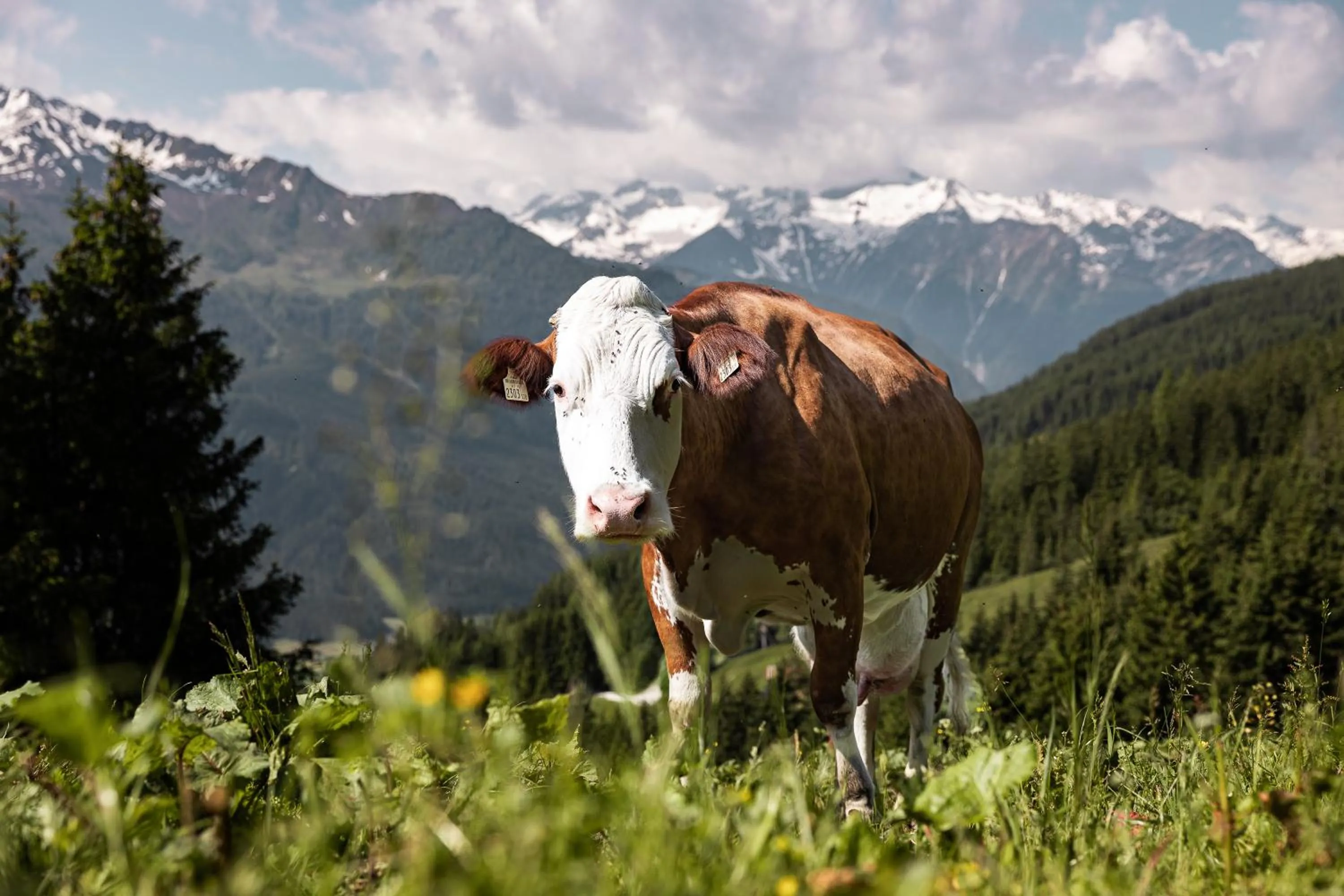 Natural landscape in Wildkogel Resorts - DAS Wildkogel