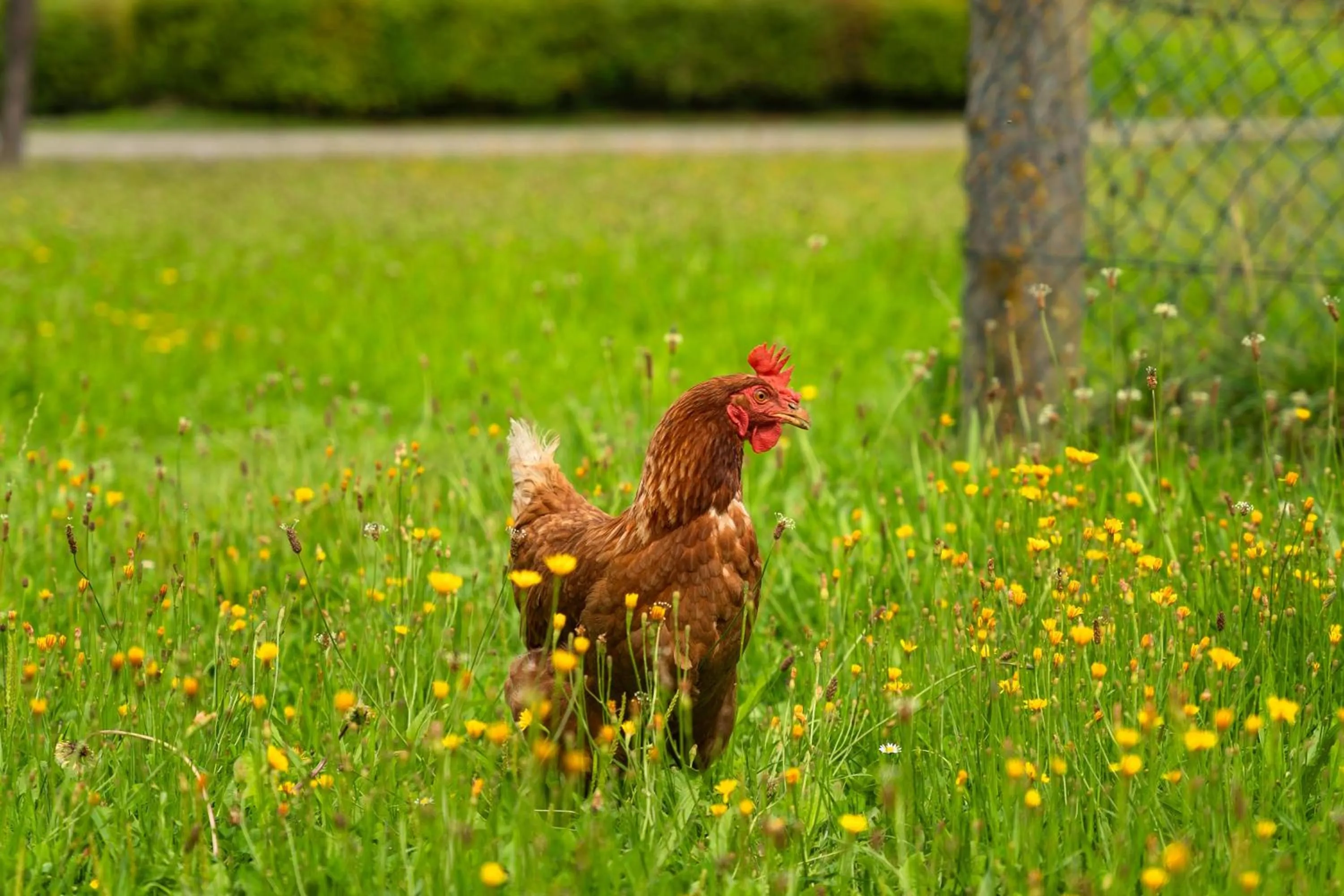 Animals in Hotel Preishof