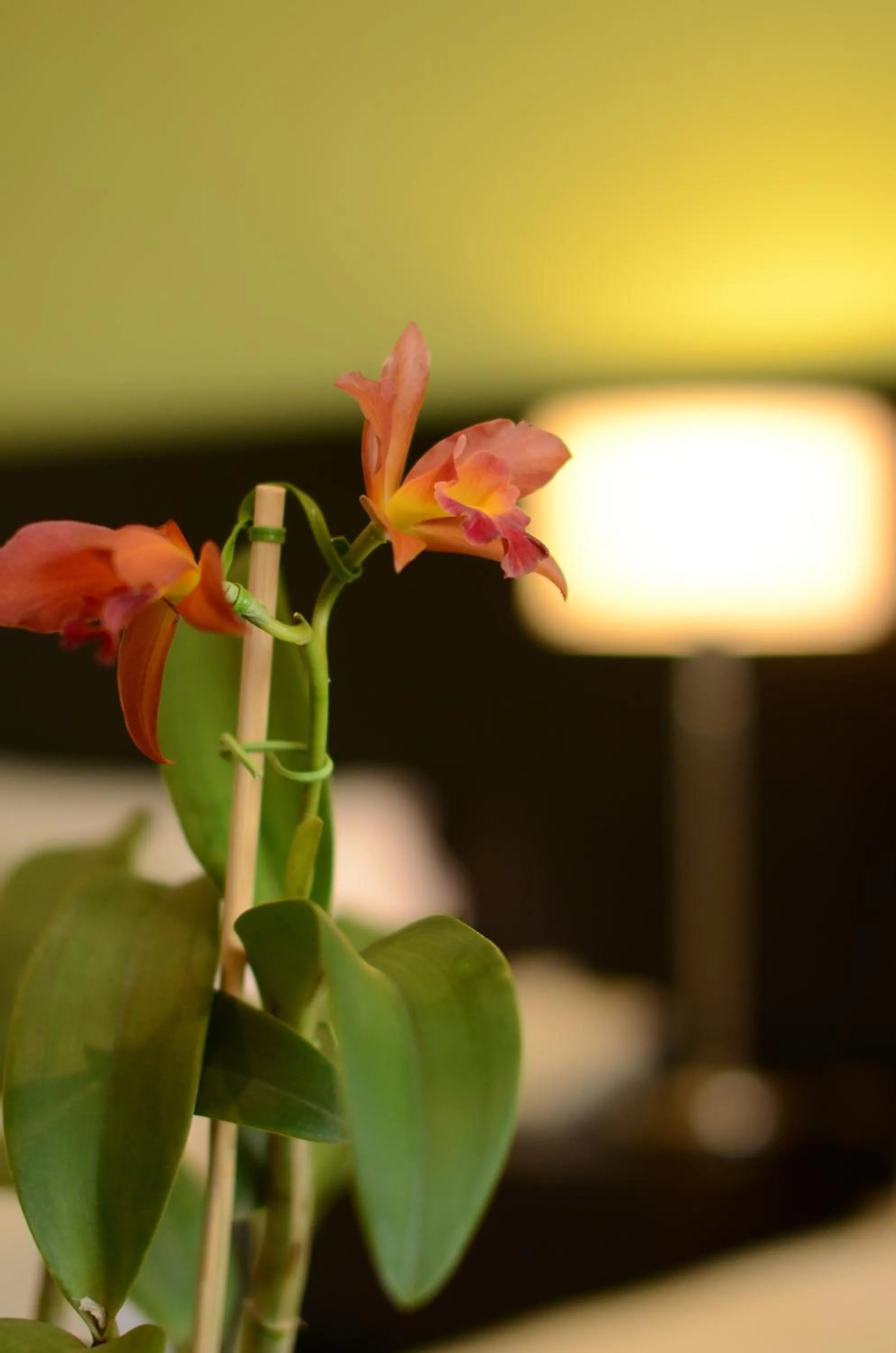 Decorative detail in Grand Crucero Hotel