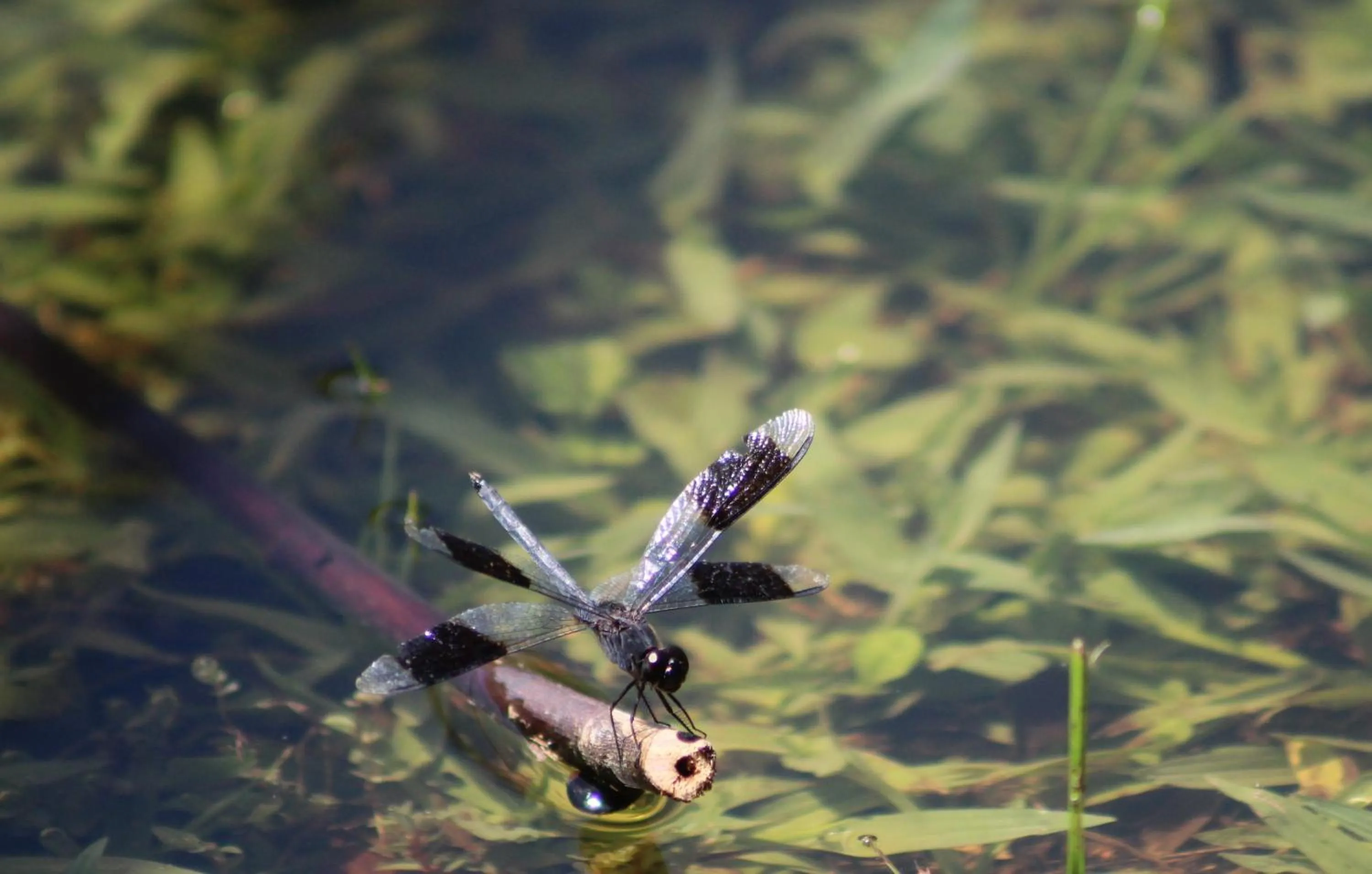 Natural landscape in Calico Jack's Resort