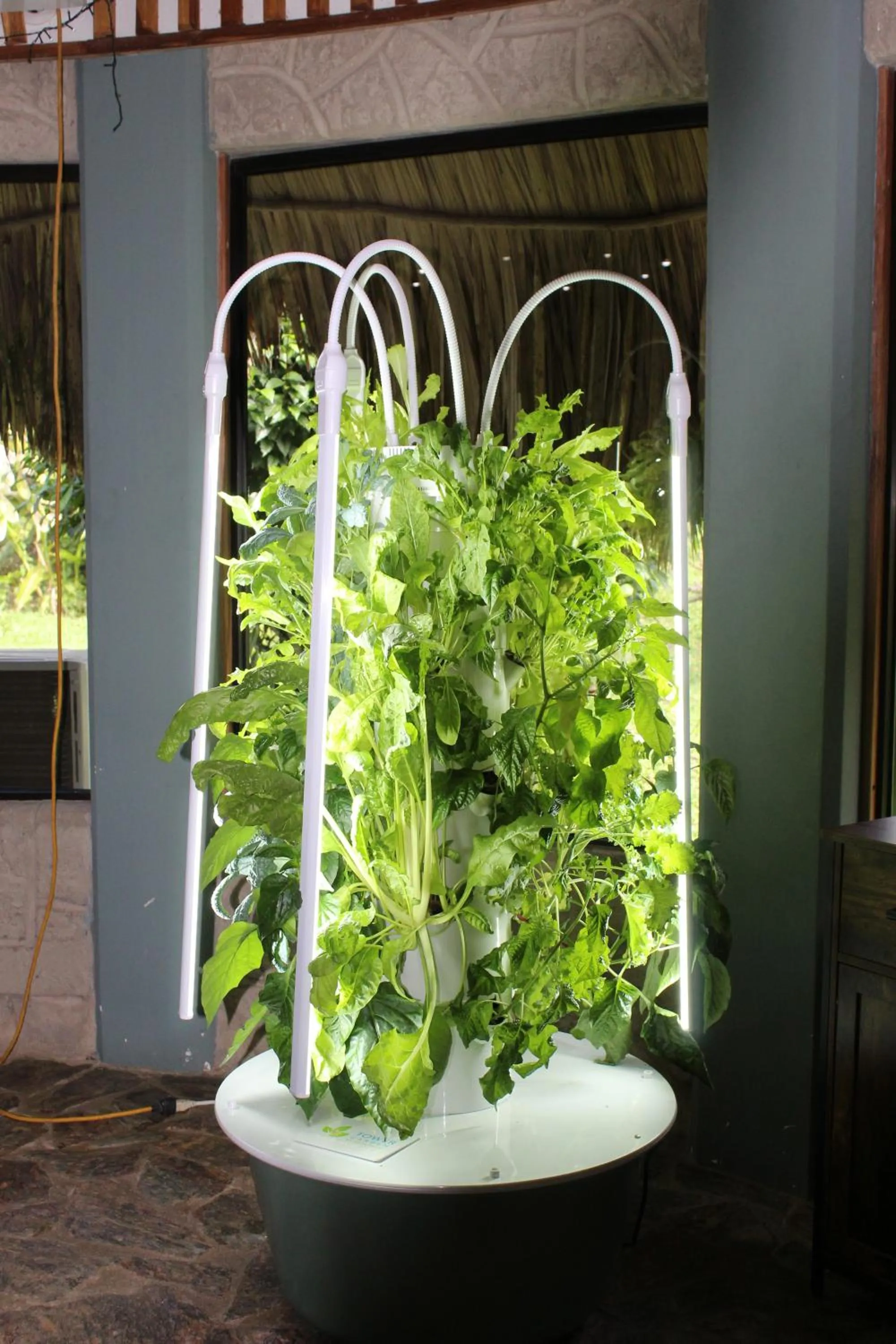 Food in Calico Jack's Resort