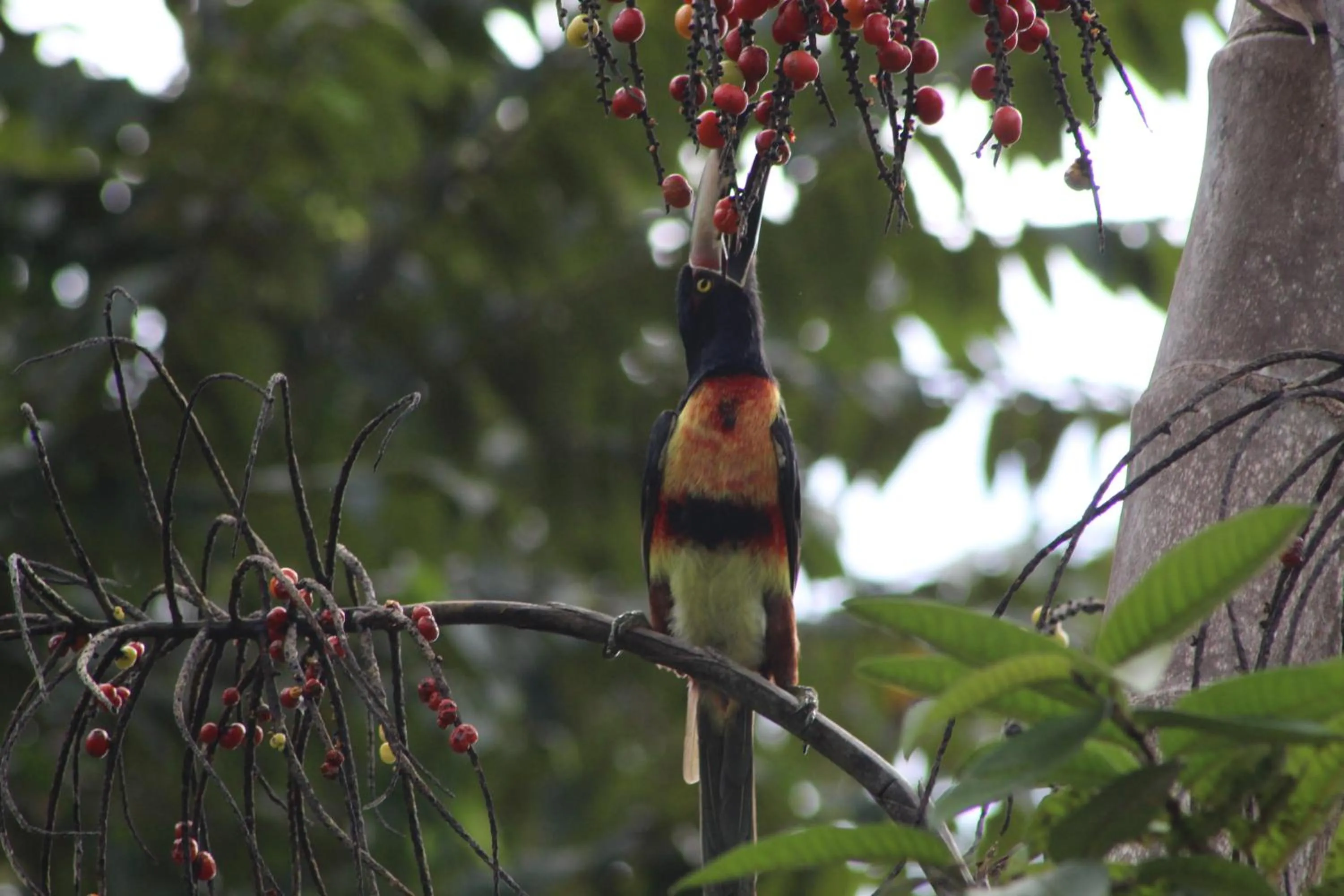 Animals in Calico Jack's Resort