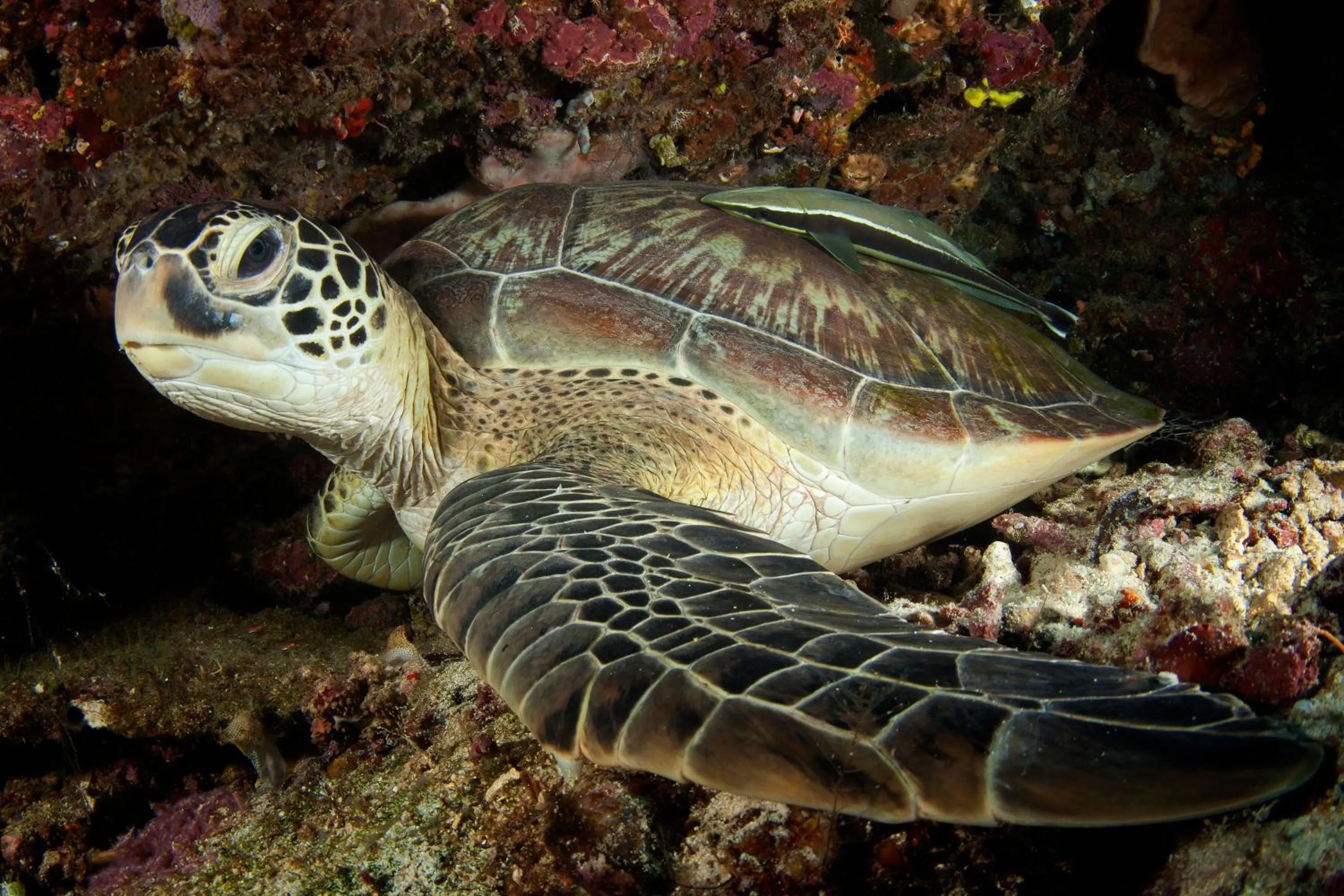 Snorkeling in Siladen Resort & Spa