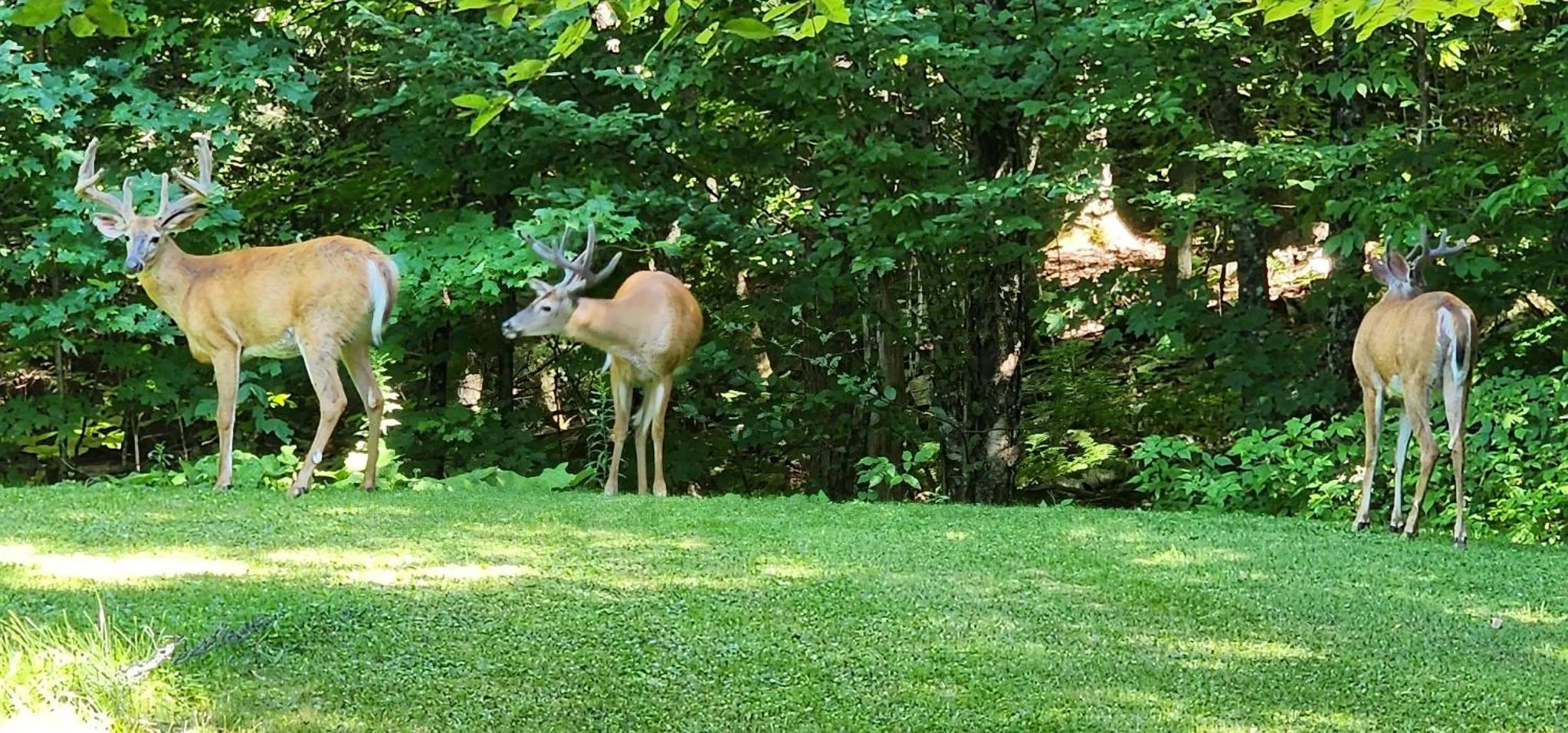 Gîte Le Trésor Caché Bed & Breakfast