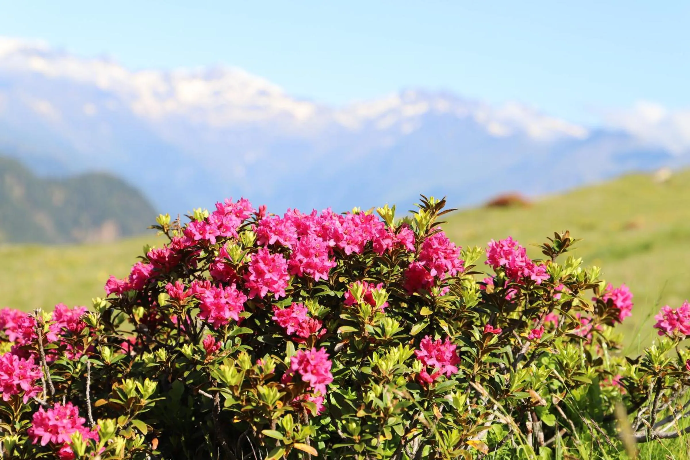 Off site in Residence Alpenrose