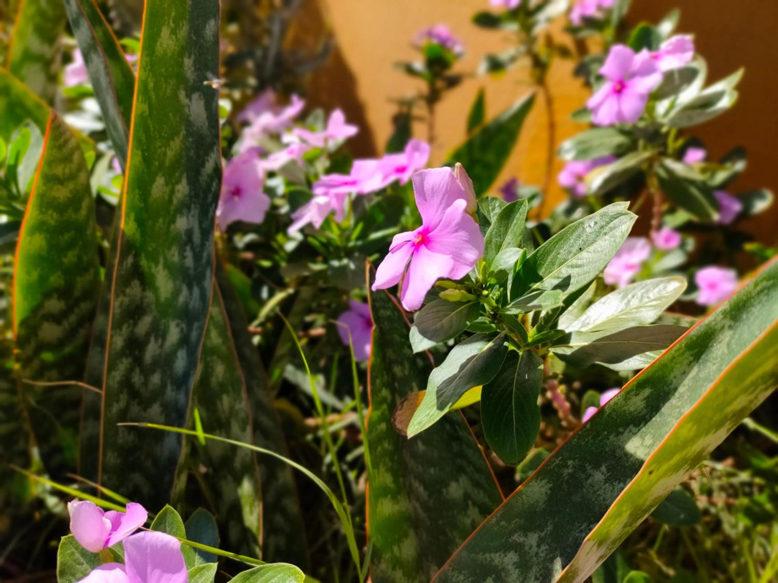 Garden in Hotel Belvedere Mindelo, Cabo Verde