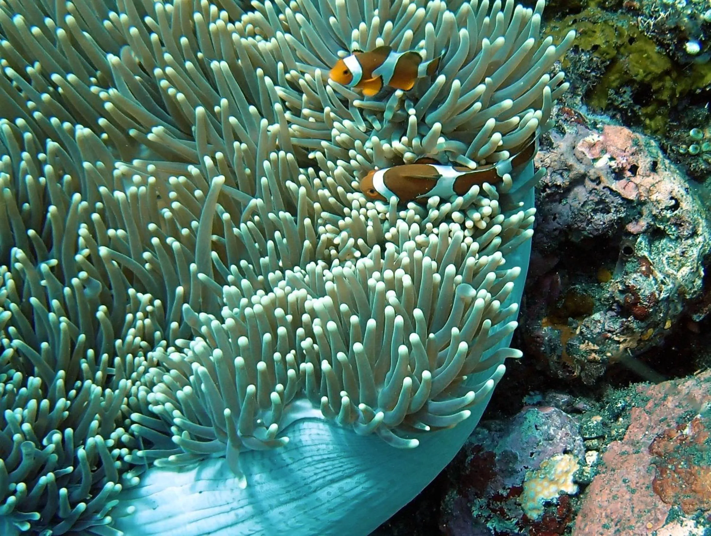 Diving in Toyabali-Resort, Boutique Beach Villas