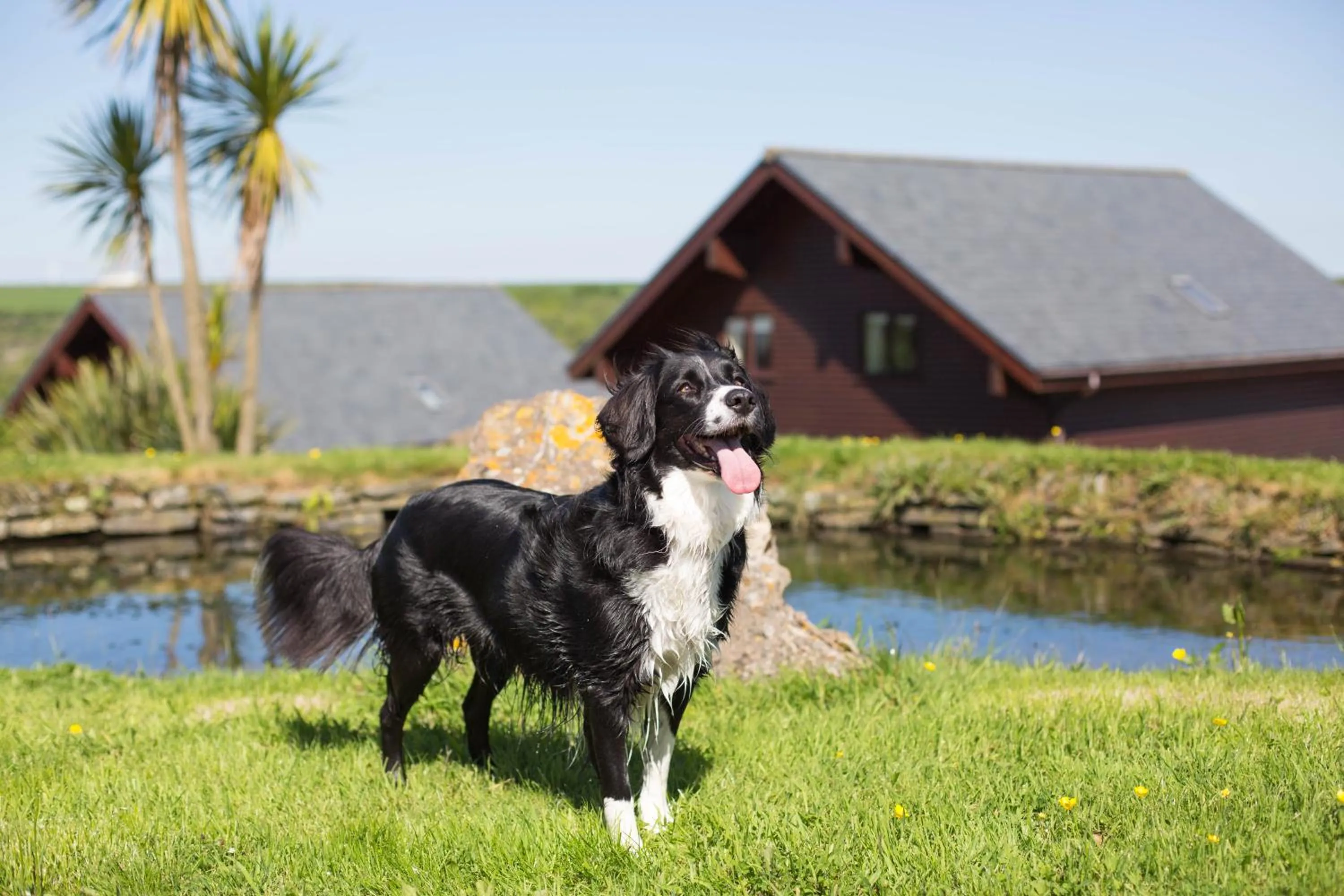 Animals in Retallack Resort