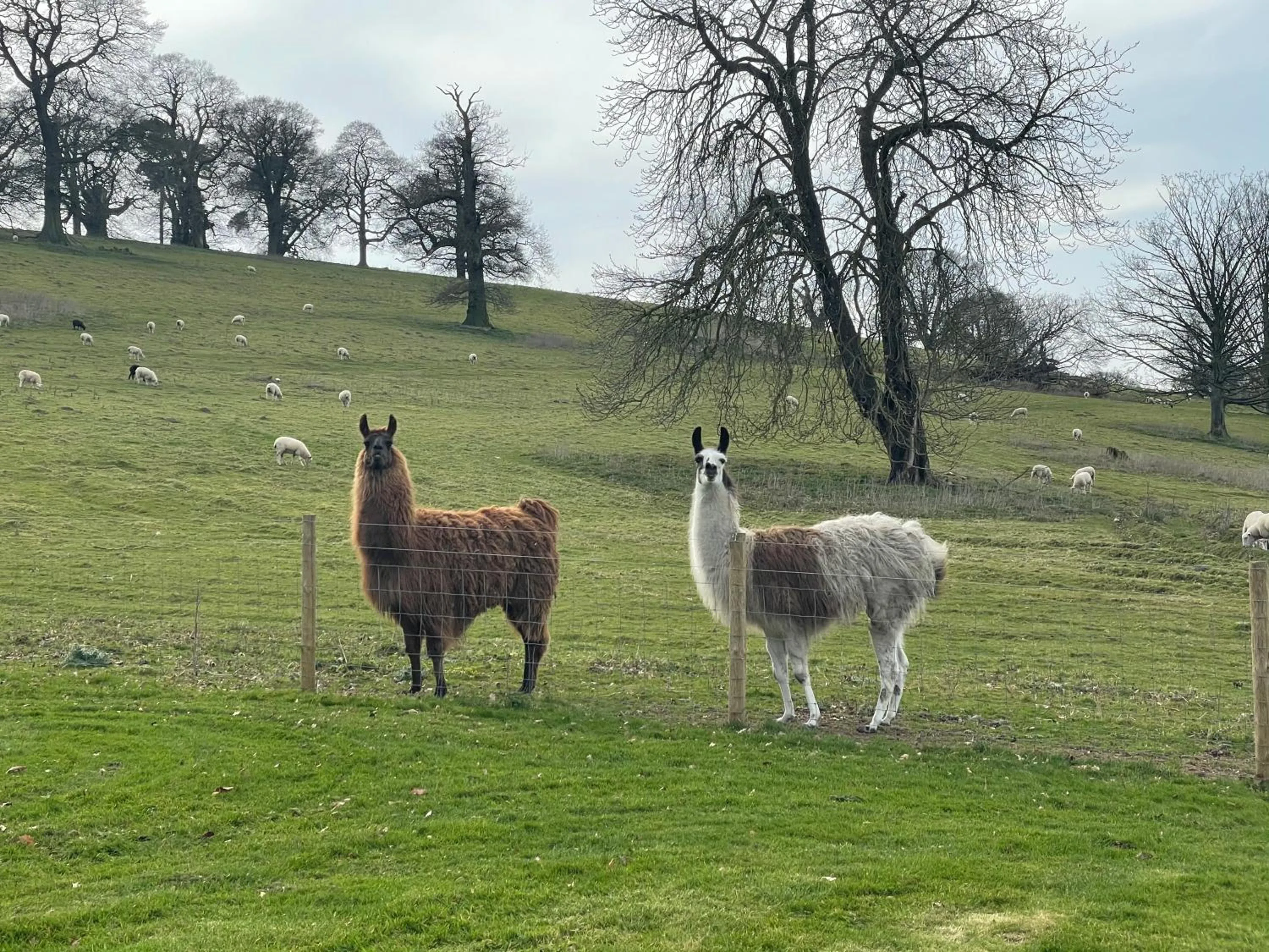 Animals in Hawkstone Hall Hotel & Gardens