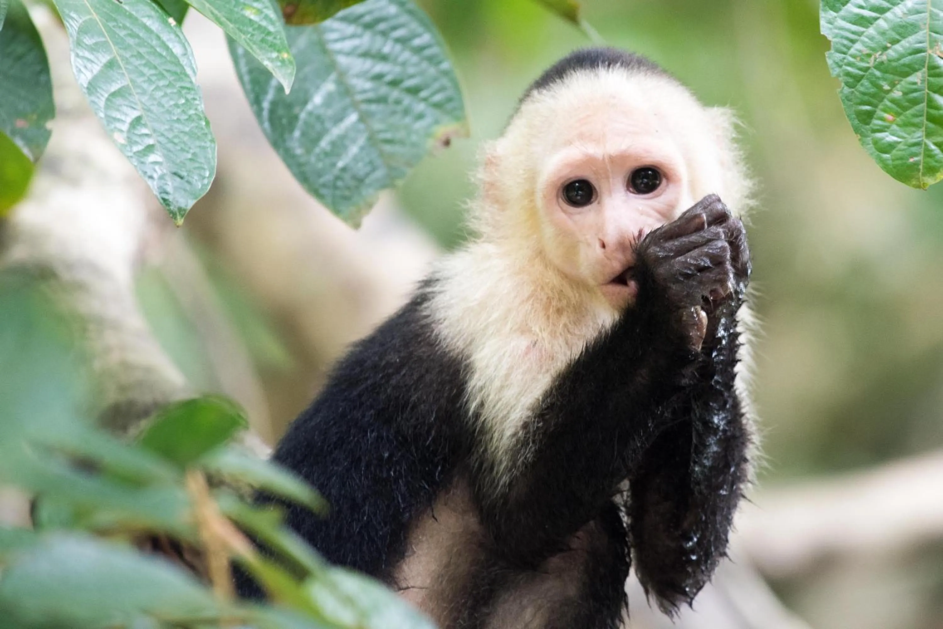 Animals in Hotel El Mono Feliz