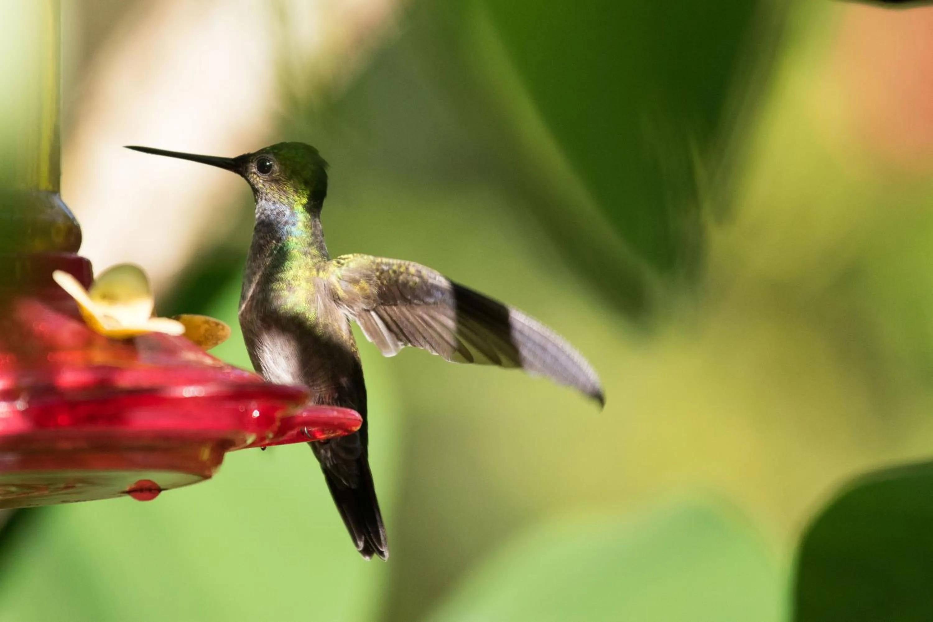 Animals in Hotel El Mono Feliz