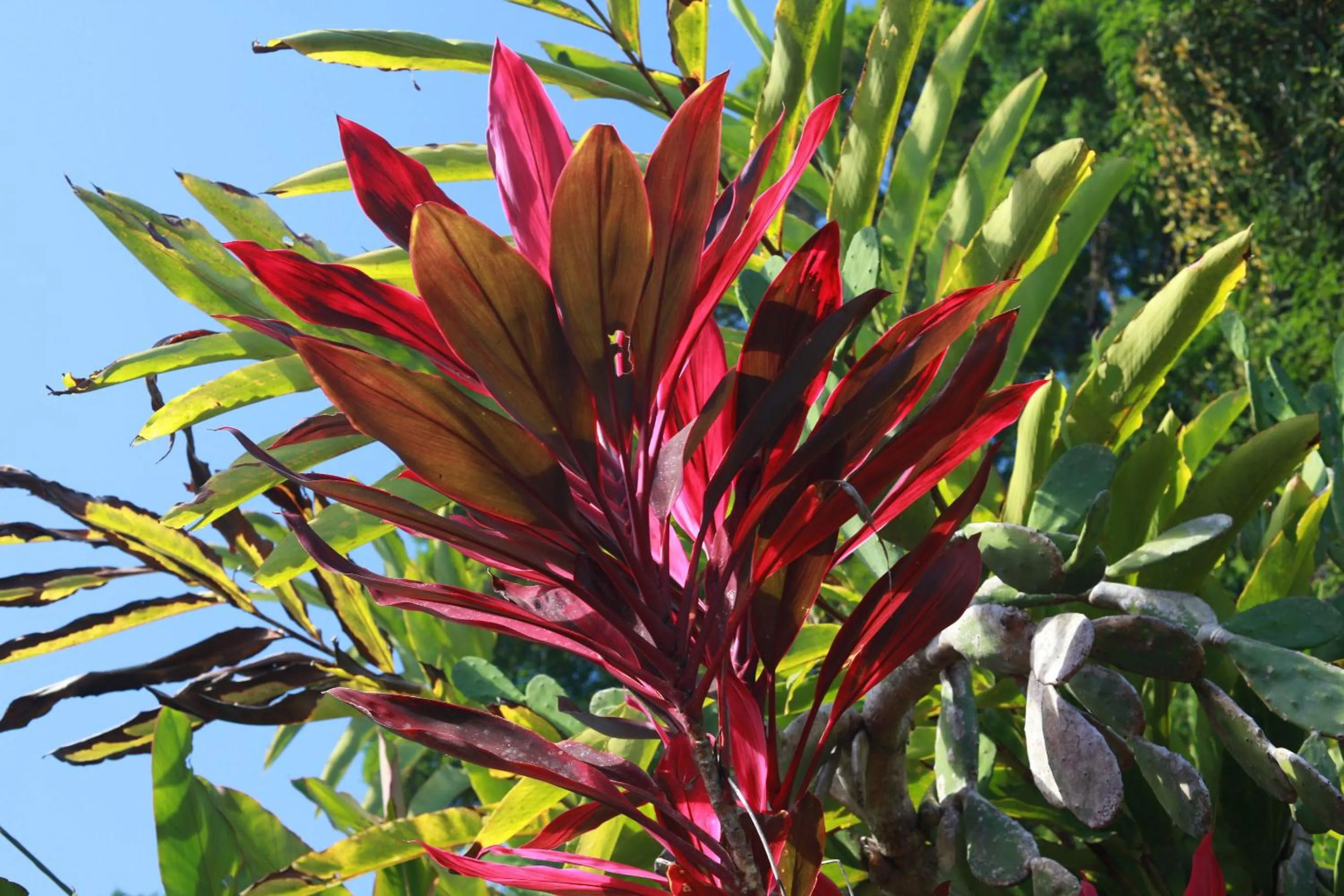 Garden view in Hotel El Mono Feliz