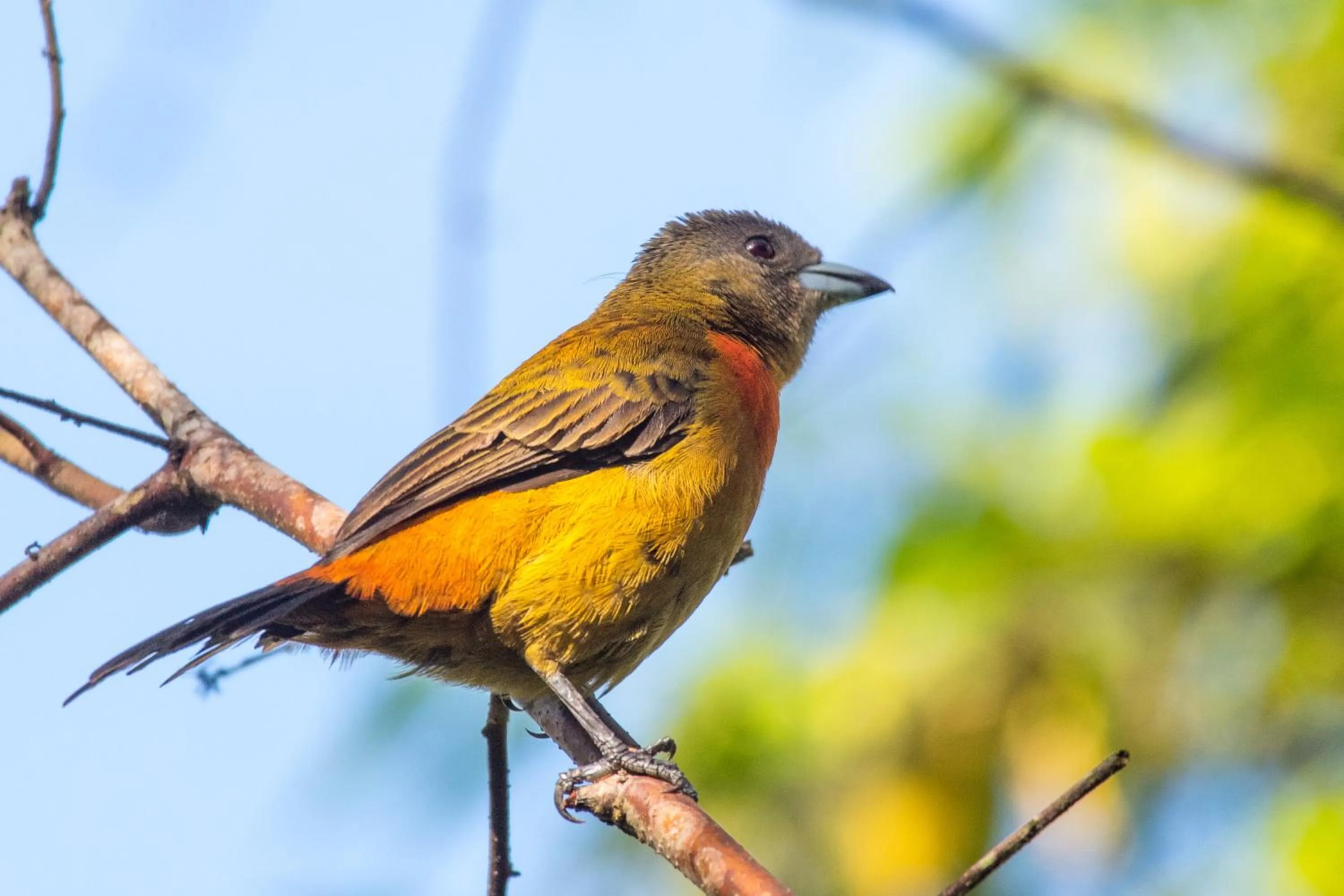 Garden in Hotel El Mono Feliz
