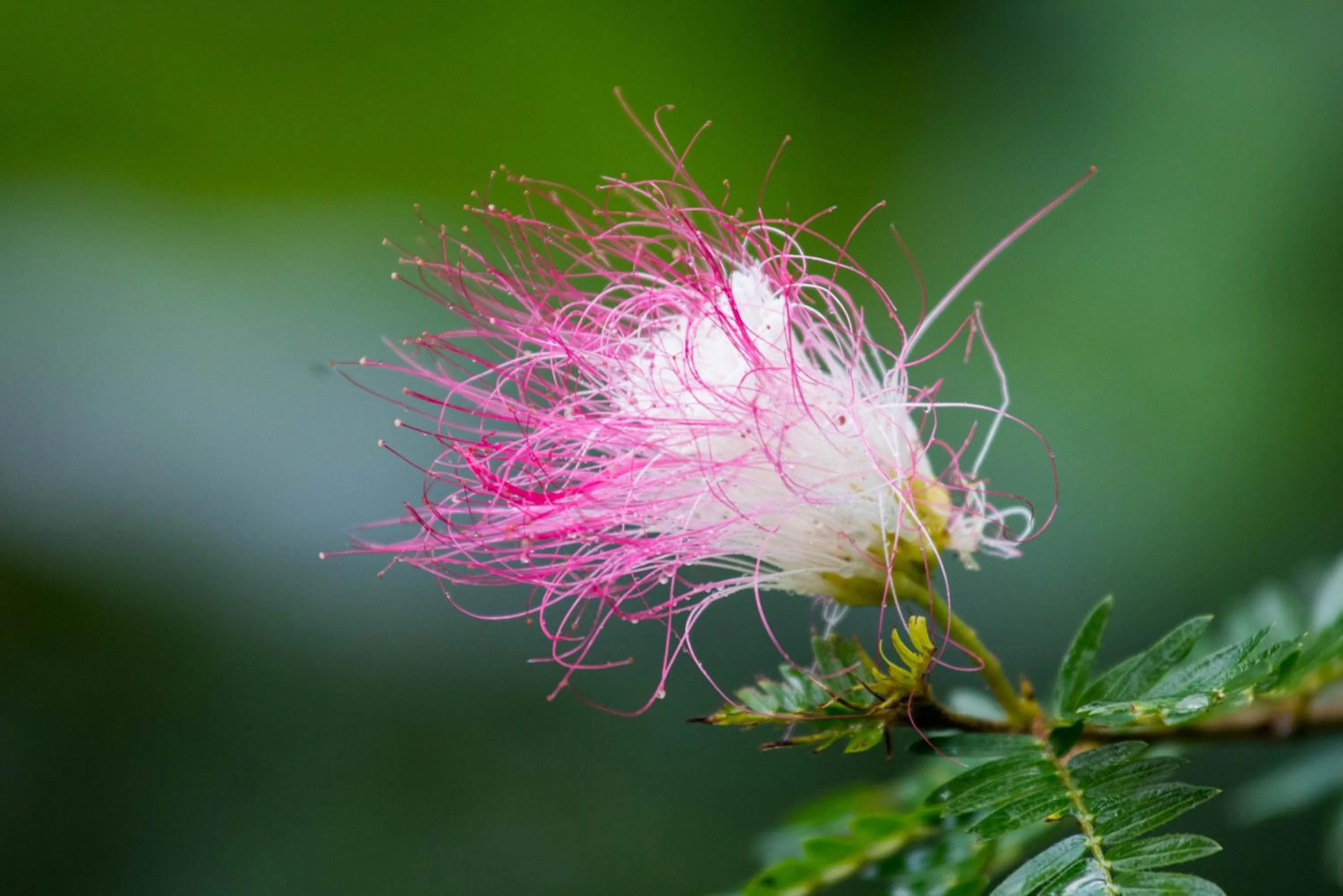 Garden in Hotel El Mono Feliz