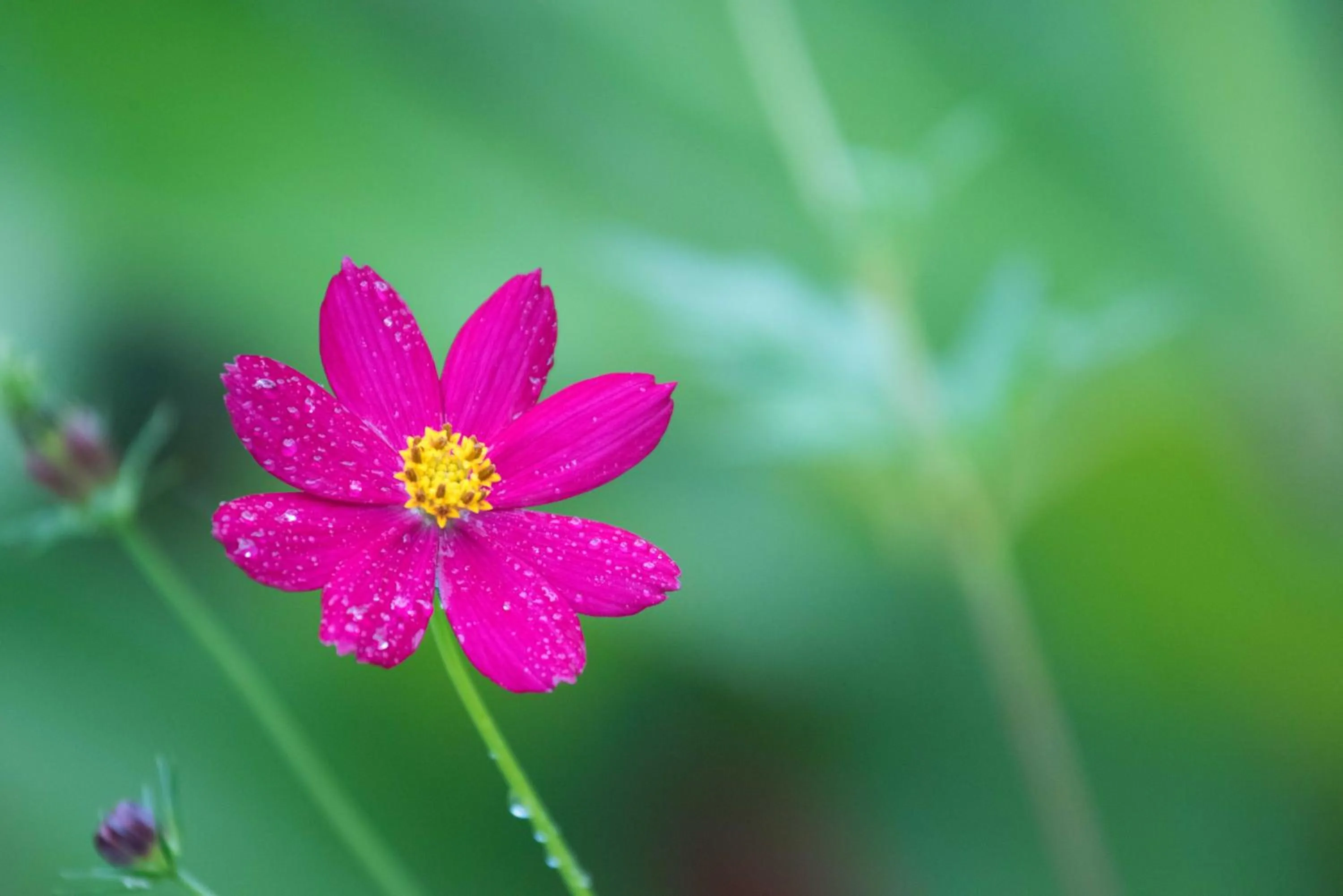 Garden in Hotel El Mono Feliz