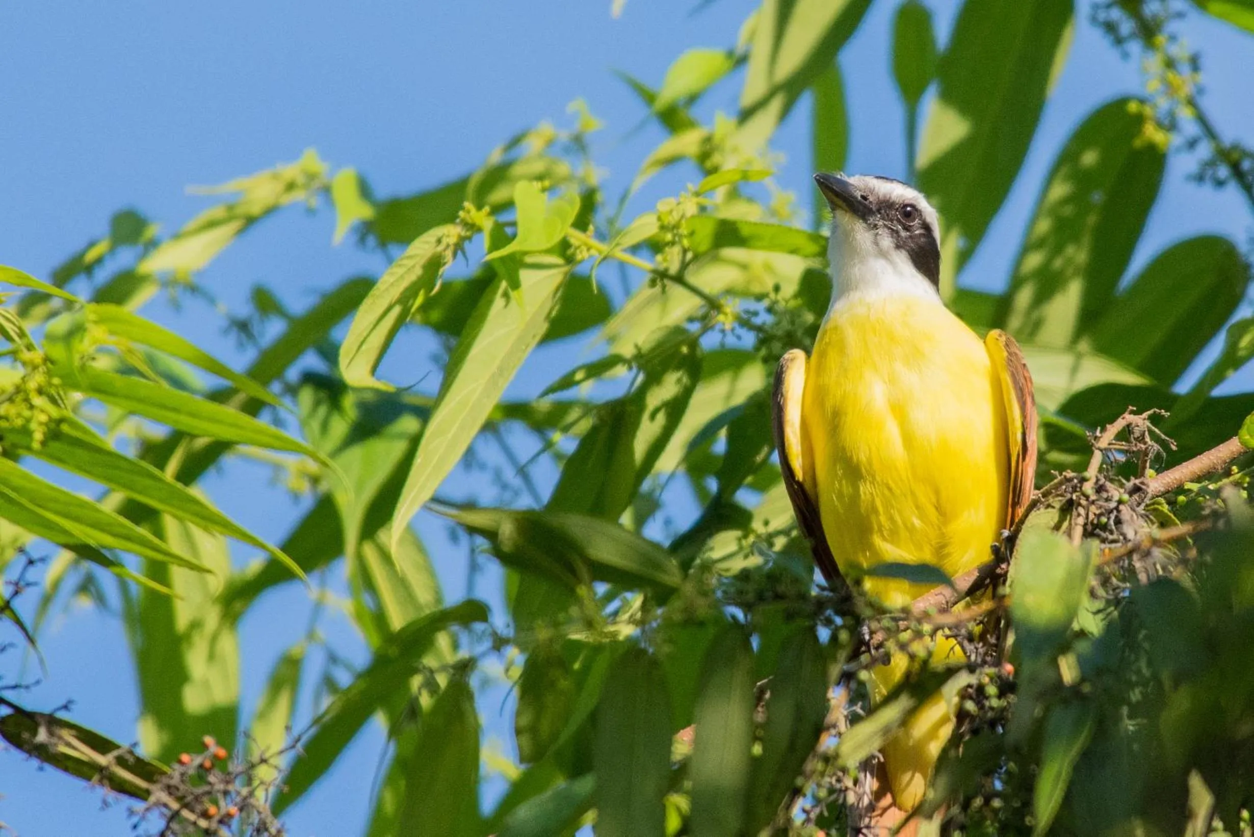 Animals in Hotel El Mono Feliz