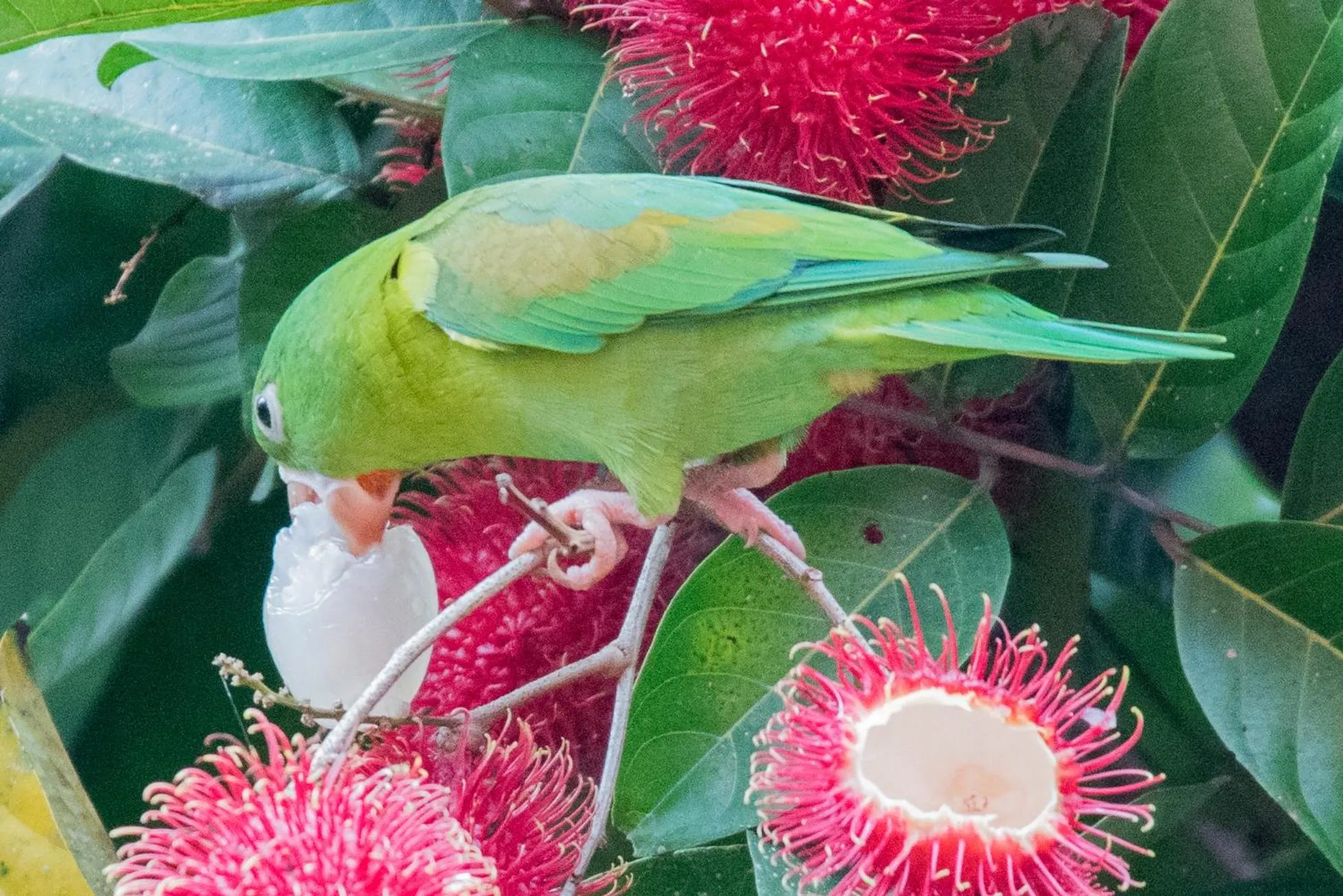 Animals in Hotel El Mono Feliz
