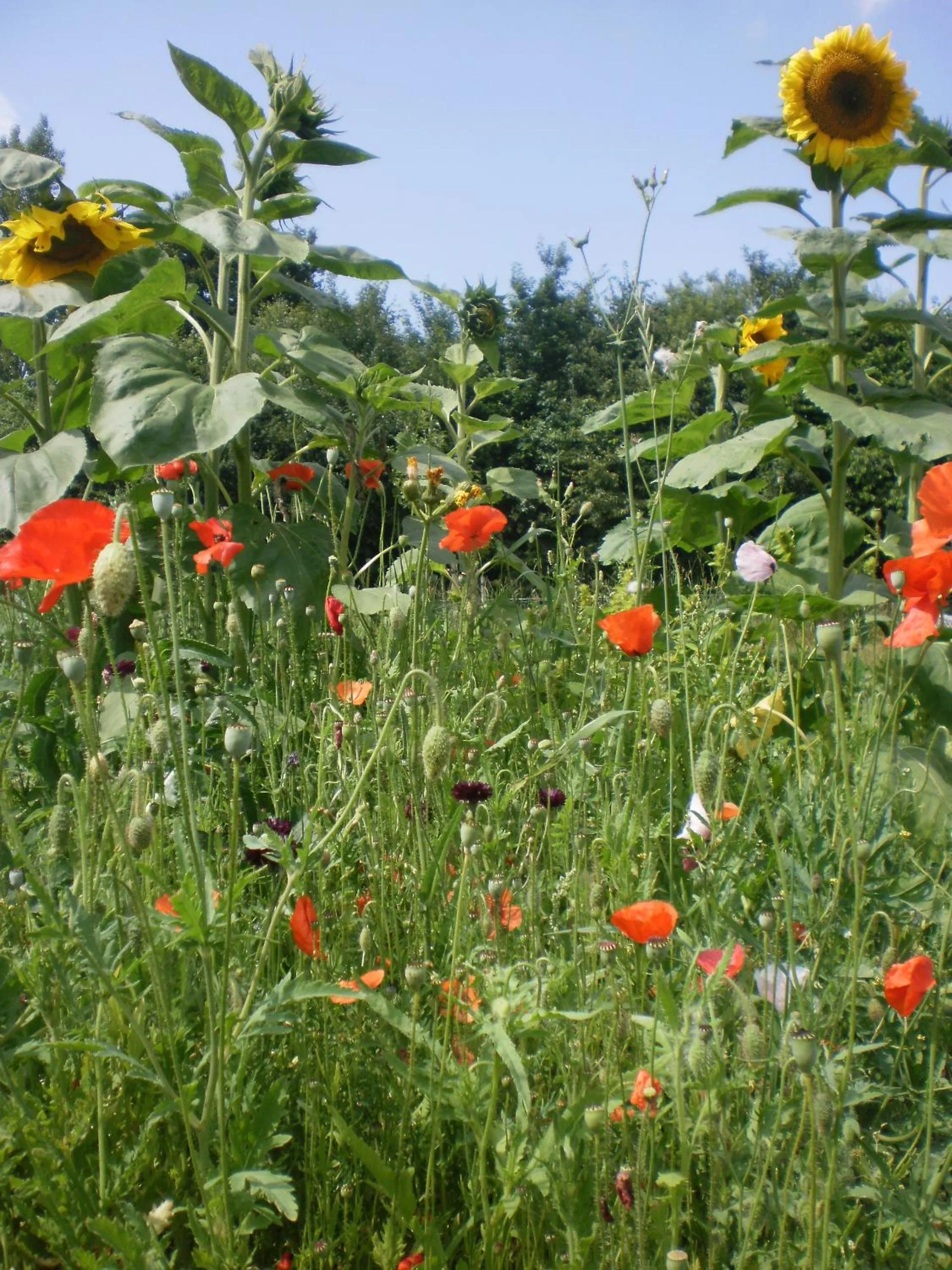 boerderijkamer Korenbloem