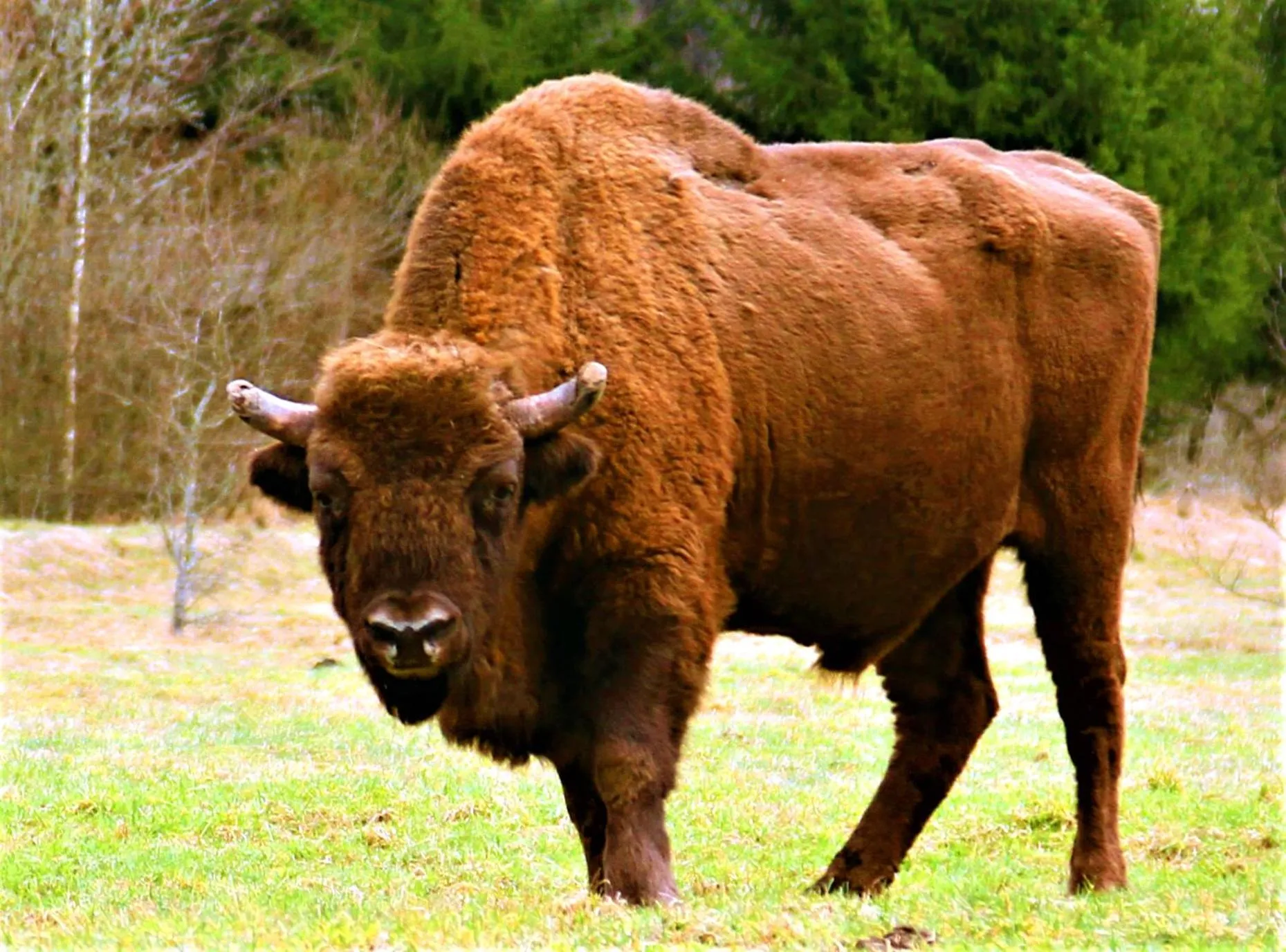 Natural landscape in Białowieska Leśniczówka "U Jasia i Małgosi"