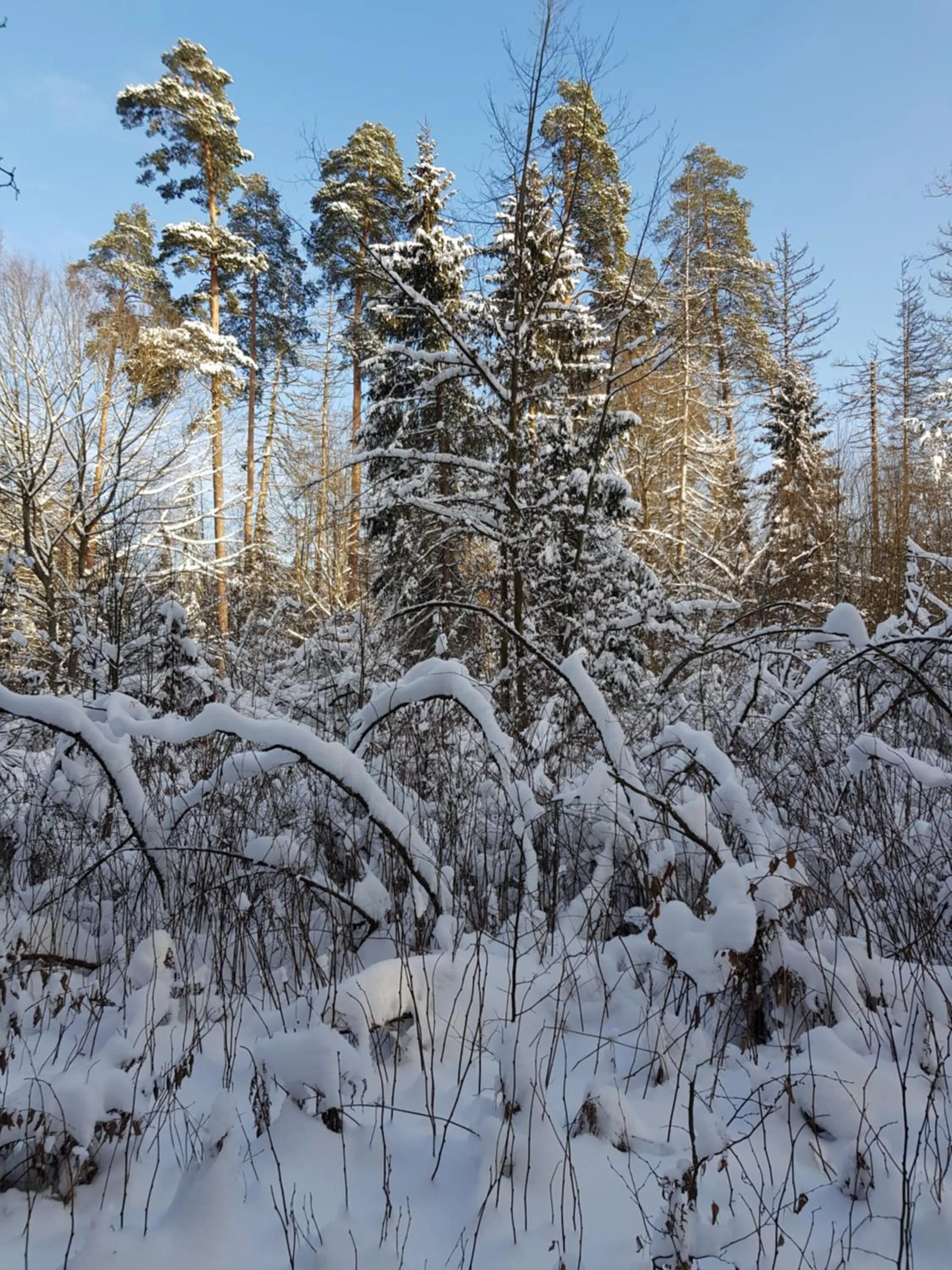Natural landscape in Białowieska Leśniczówka "U Jasia i Małgosi"
