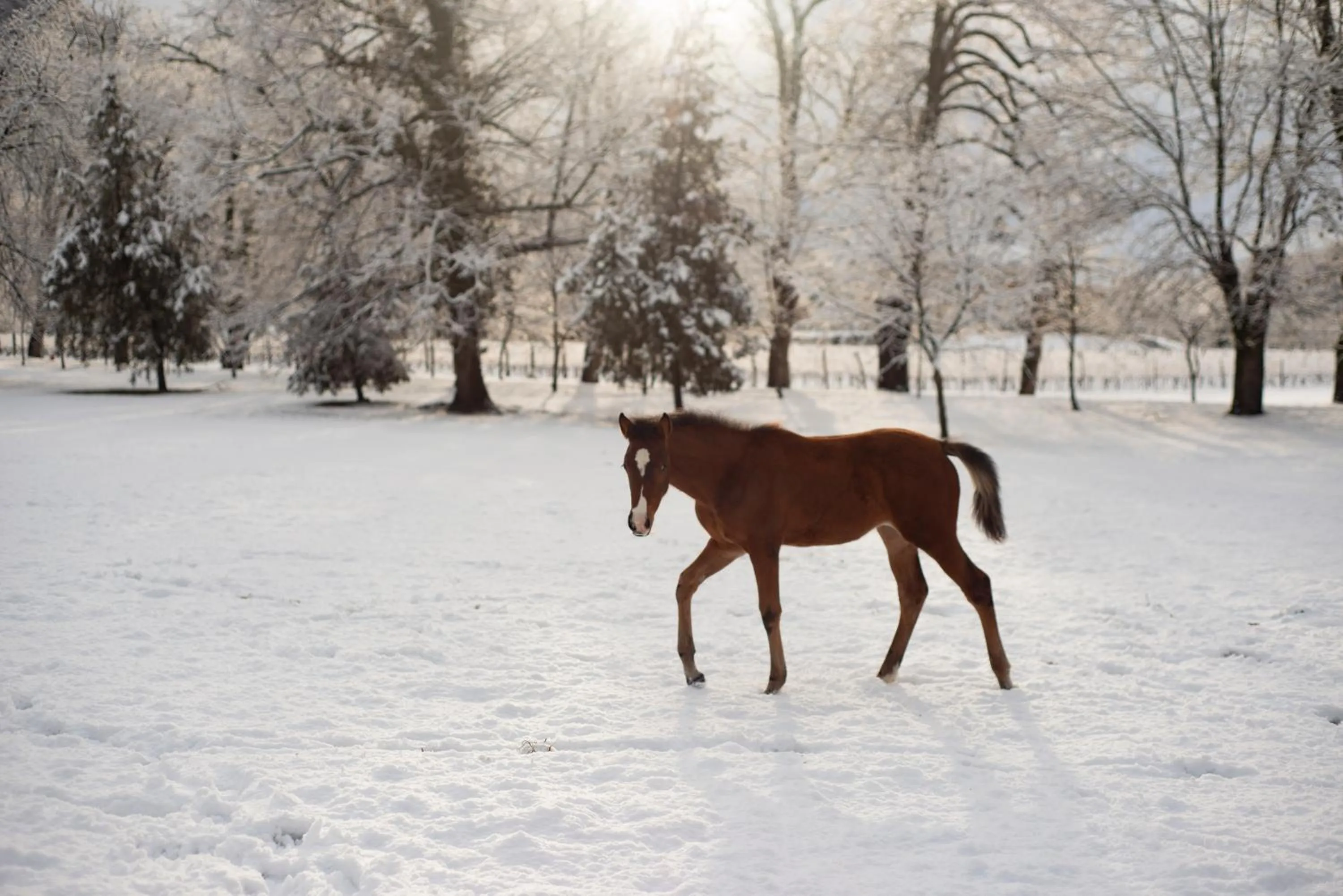 Winter in Lopota Lake Resort & Spa