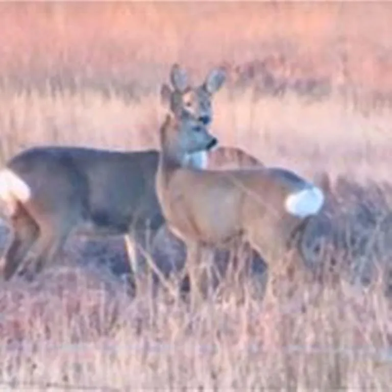 Windhaven Camping and B&B